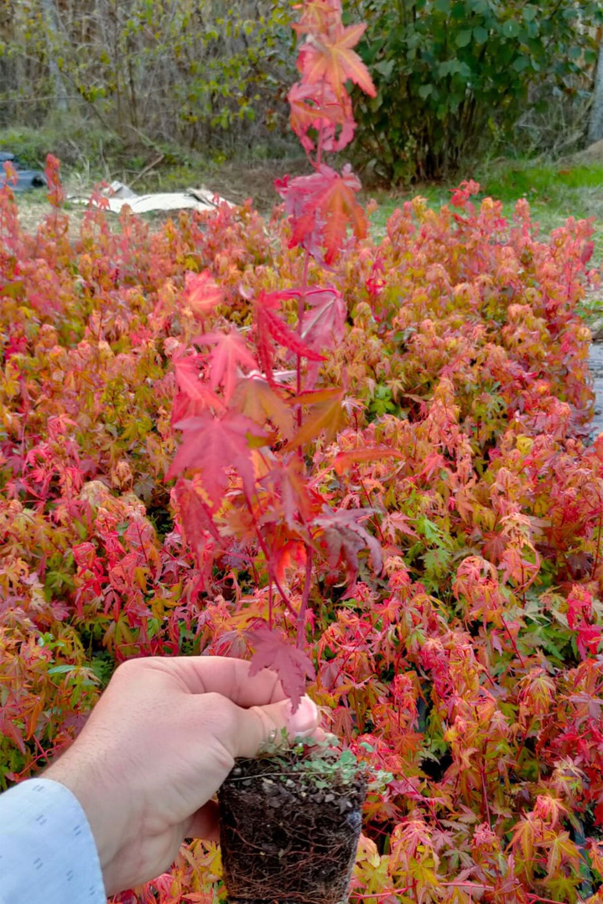 Japon Akçaağacı Acer Palmatum 80,100 Cm
