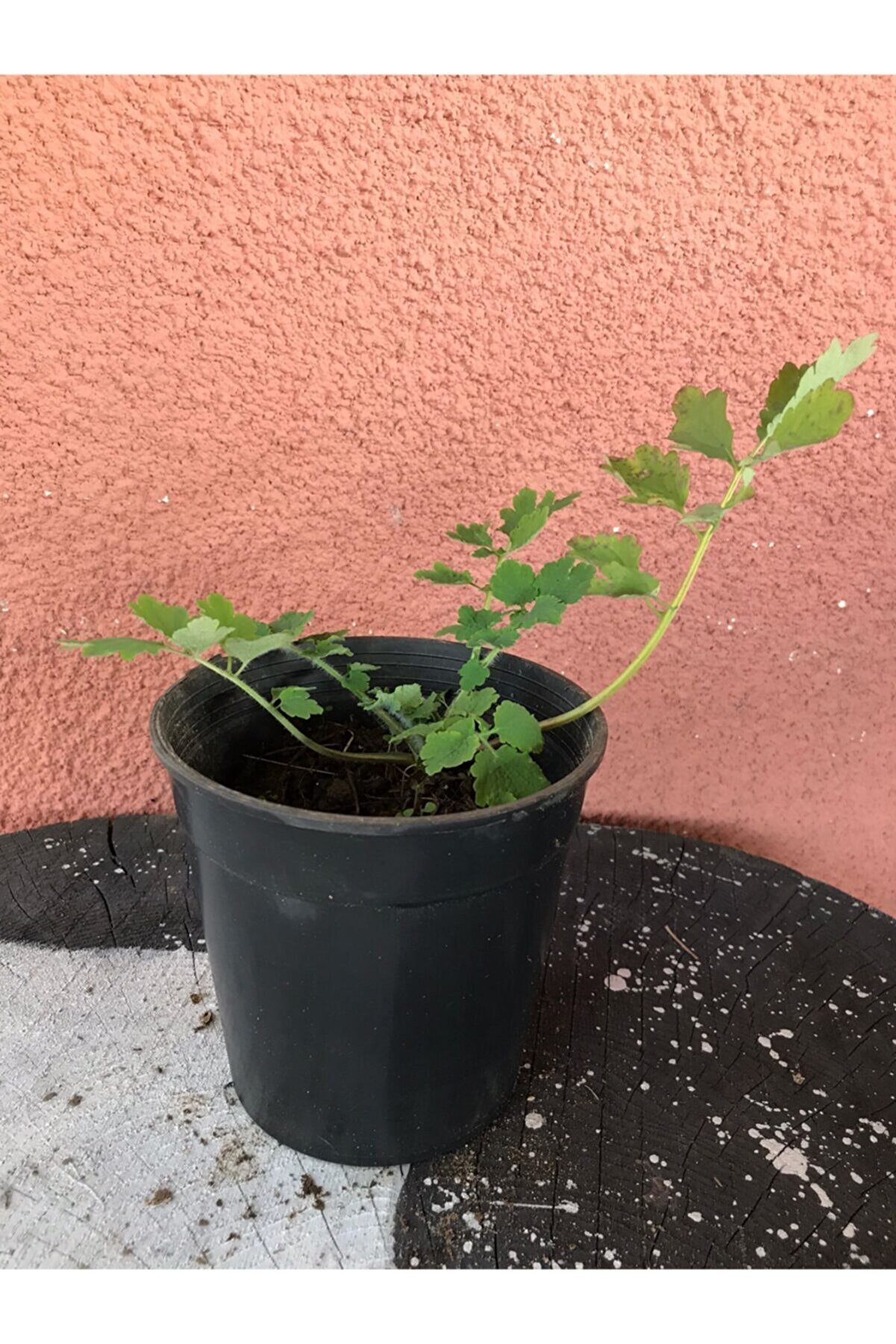 Şifalı Kırlangıç Otu 10-20 Cm