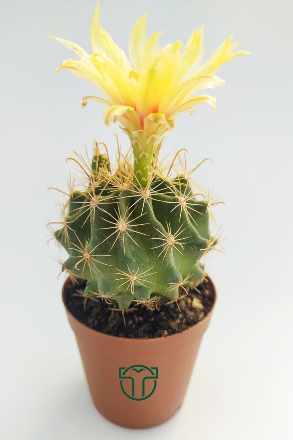 Thelocactus Ideas Çiçek Açan Kaktüs 5.5 cm