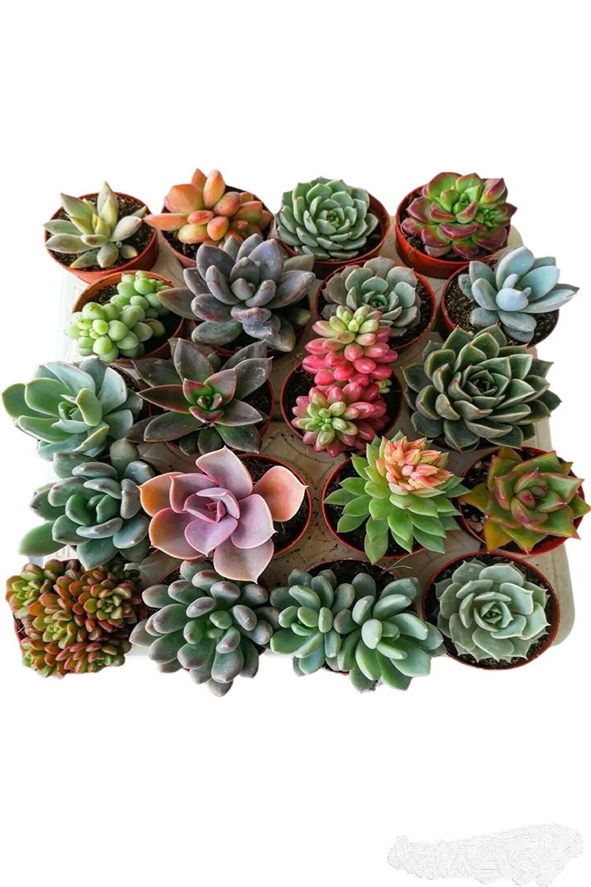 Sukulent Seti 10 Adet Farklı Succulent Set Mix Dolgun Formlu Çeşit