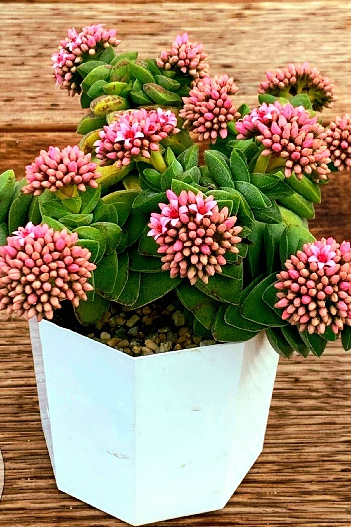 Crassula Springtime Mum Hoya Kaktüs /şuan Çiçeksizdir