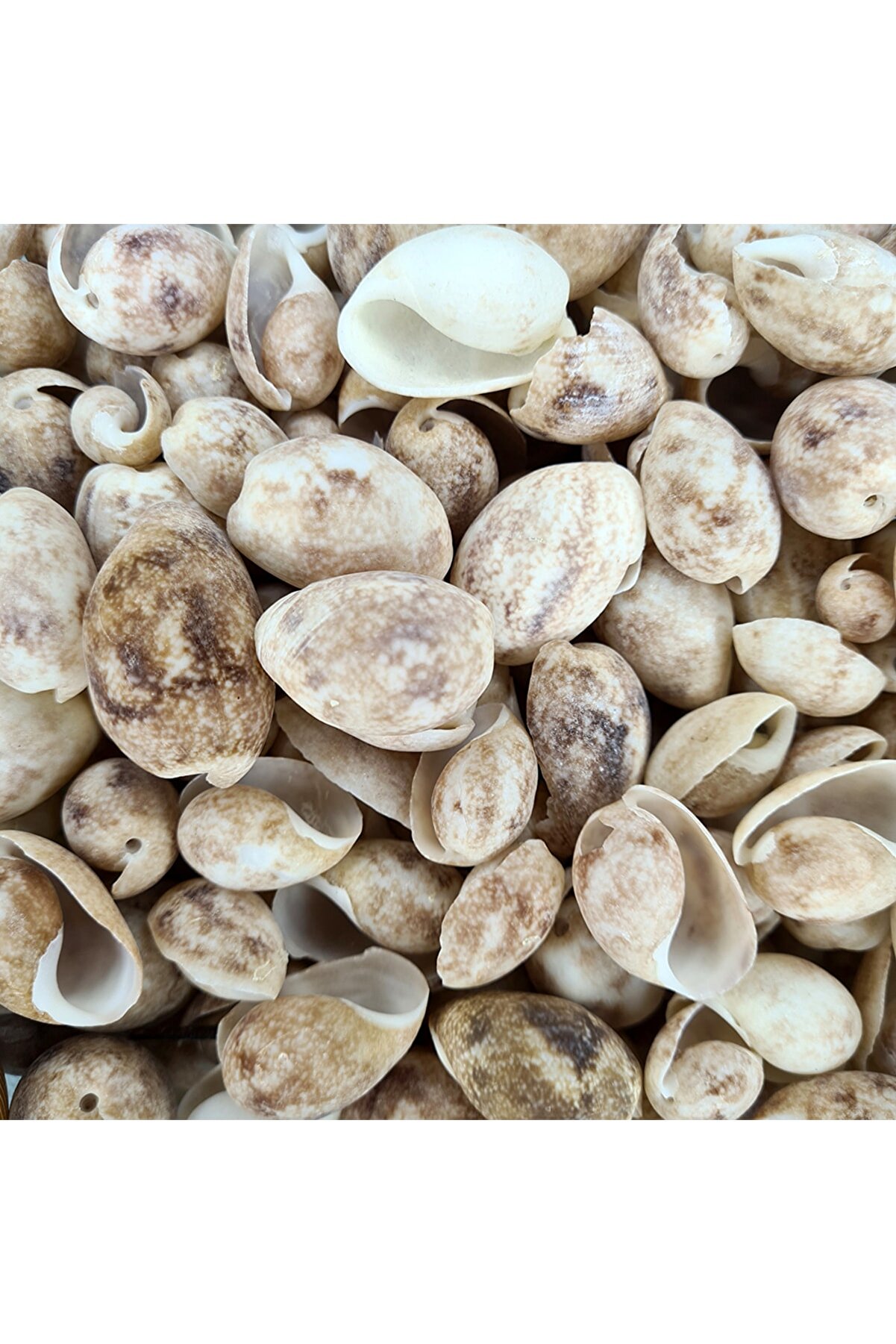 Gerçek Deniz Kabuğu 100 Gr Paket Bulla Ampula