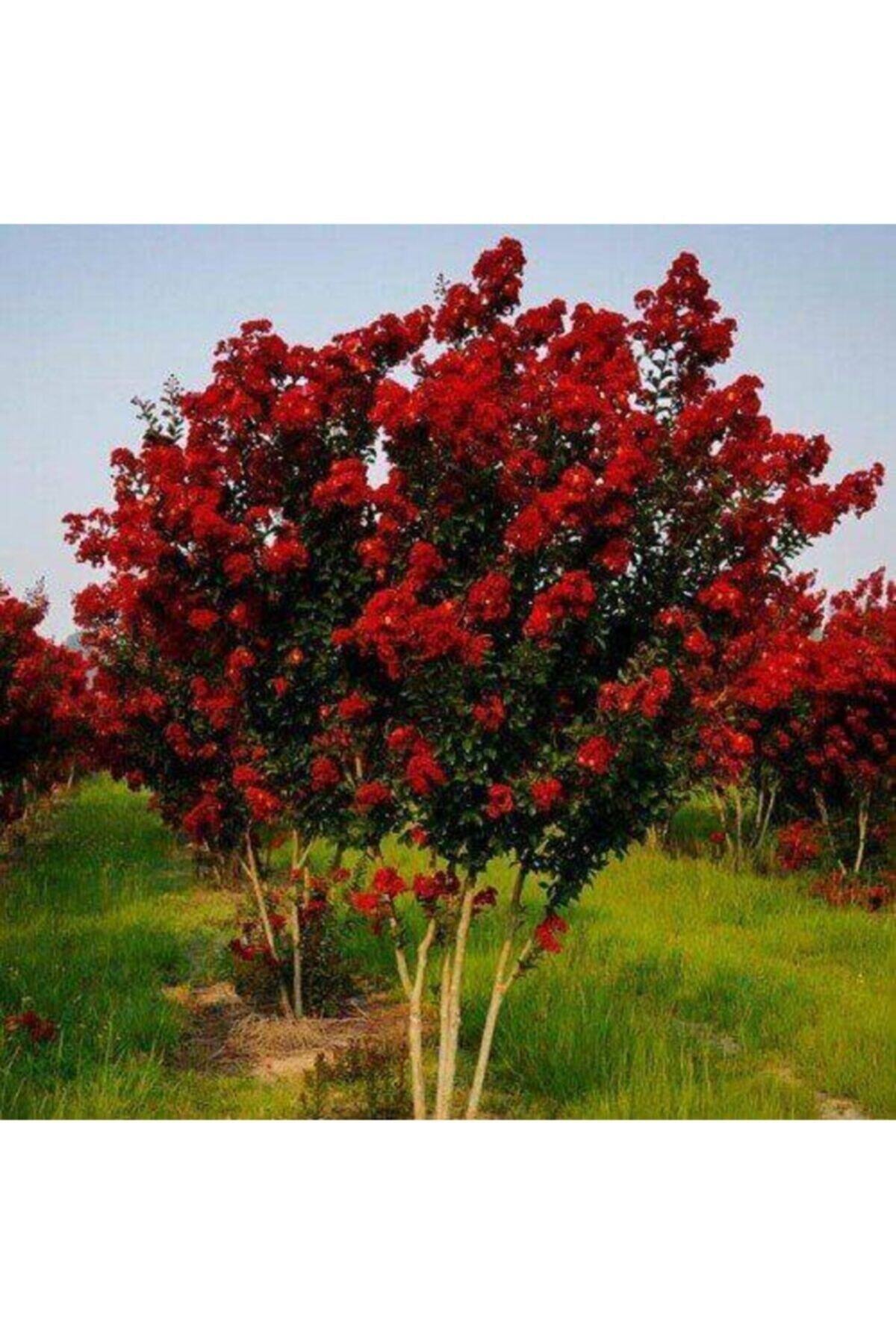 Oya Ağacı Fidanı Kırmızı ( Tüplü) 30 - 40 Cm