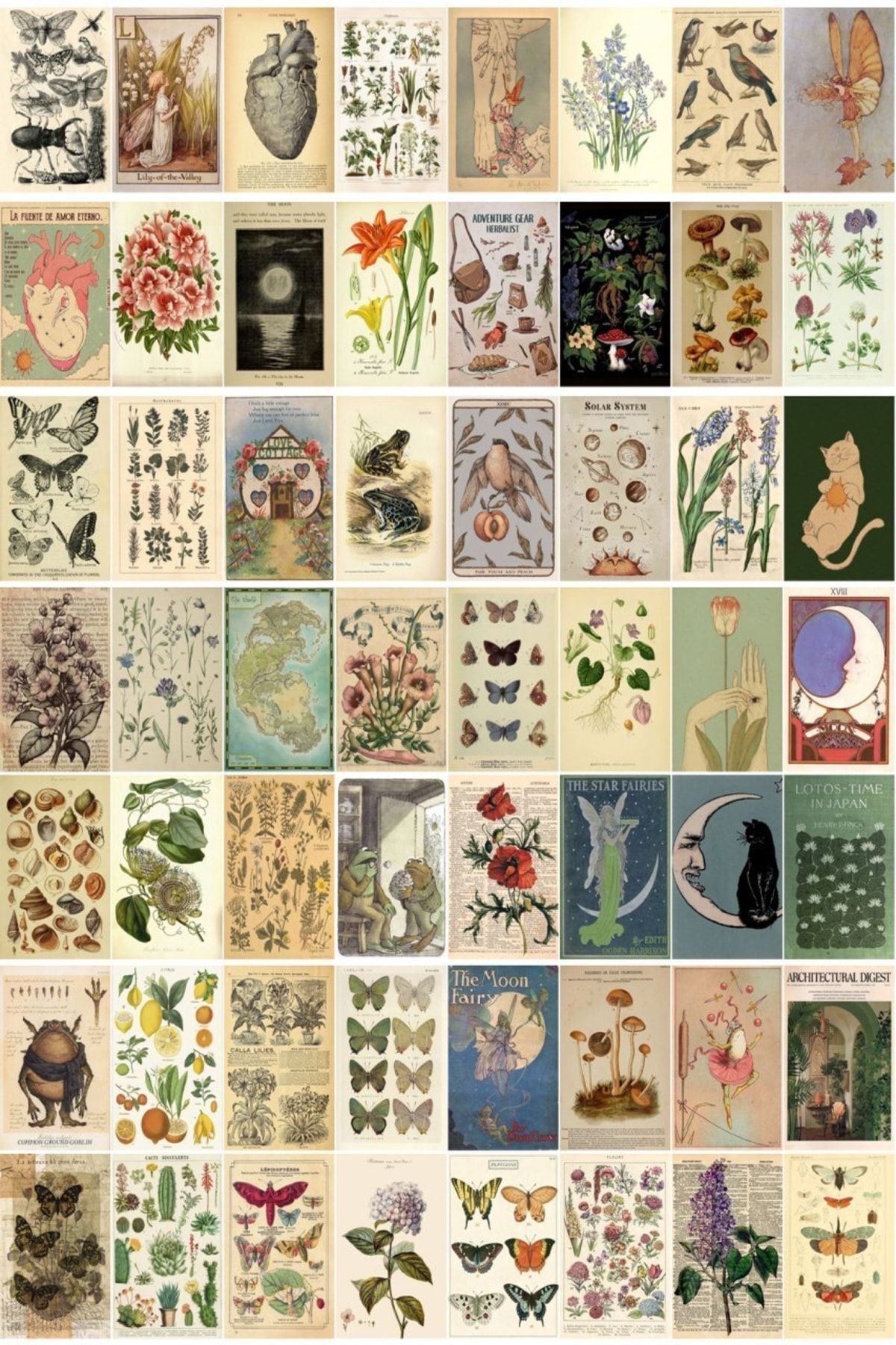 Vintage Botanical 60' Lı Duvar Posteri Seti