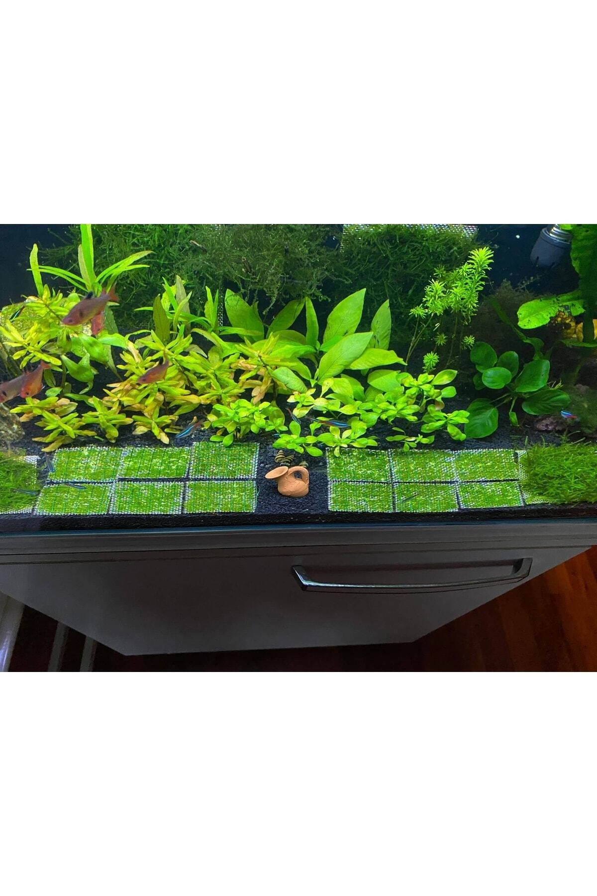Java Moss Akvaryum Bitkisi 5x5 Tele Sarılı 10'lu Paket