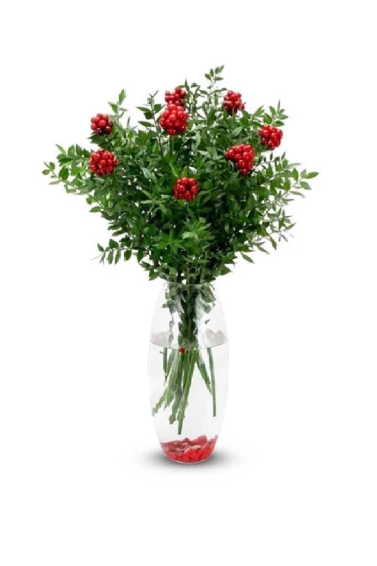 Canlı Yılbaşı Çiçeği Şans Bitkisi Kokina 1 Demet).