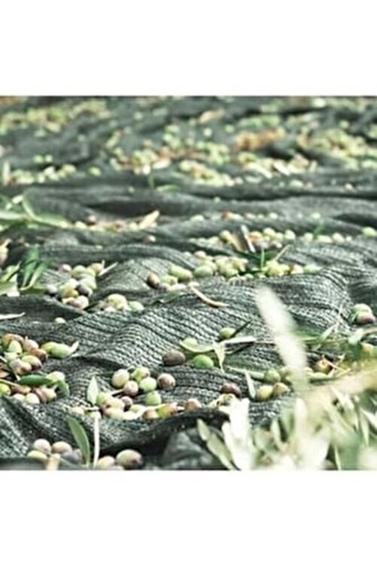 Zeytin Toplama Filesi 4x5