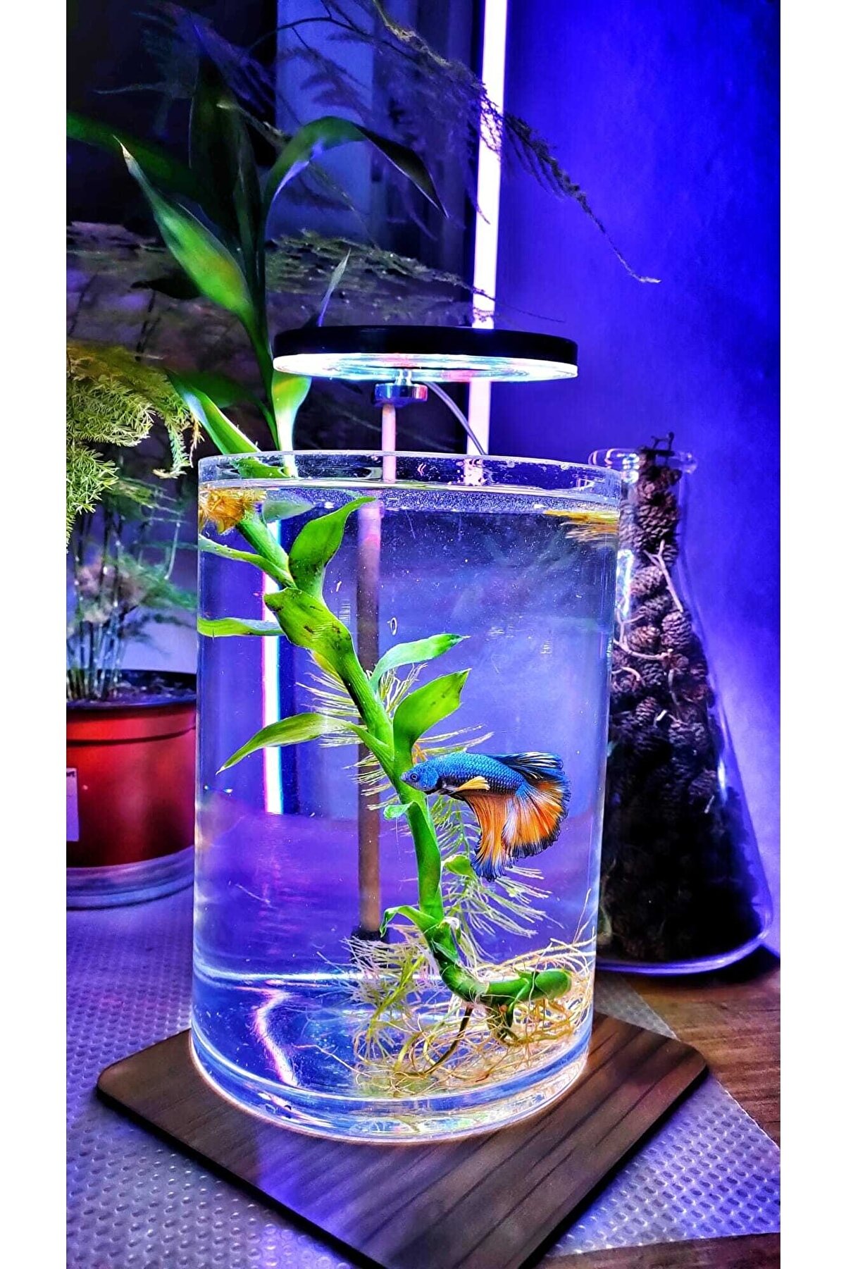 5 V 7w Fanus Aydınlatma & Teraryum Aydınlatma & Nano Akvaryum Led Aydınlatma Yuvarlak – Halka