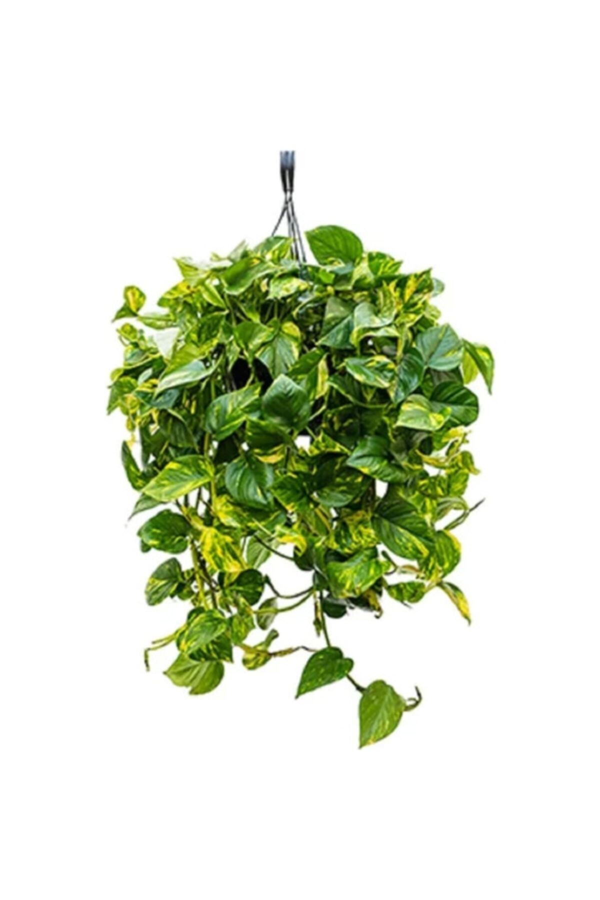 Pothos Sarmaşığı Askılı Saksıda Epipremnum Aureum Bitkisi Potos Ev Bitkisi Ofis Bitki Salon Bitkisi