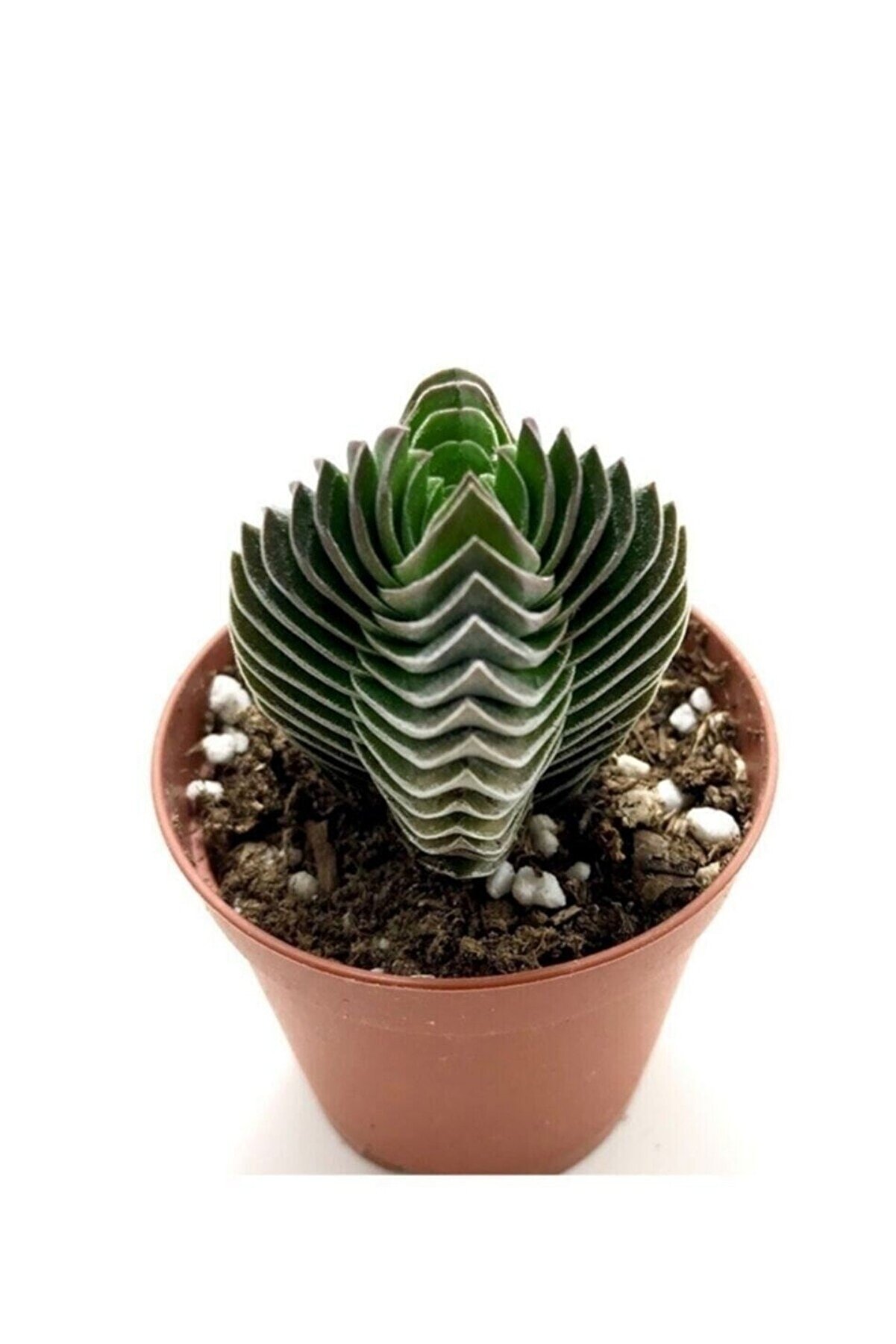 Crassula Buddha's Temple 5.5 Cm 1.kalite Özel Ürün
