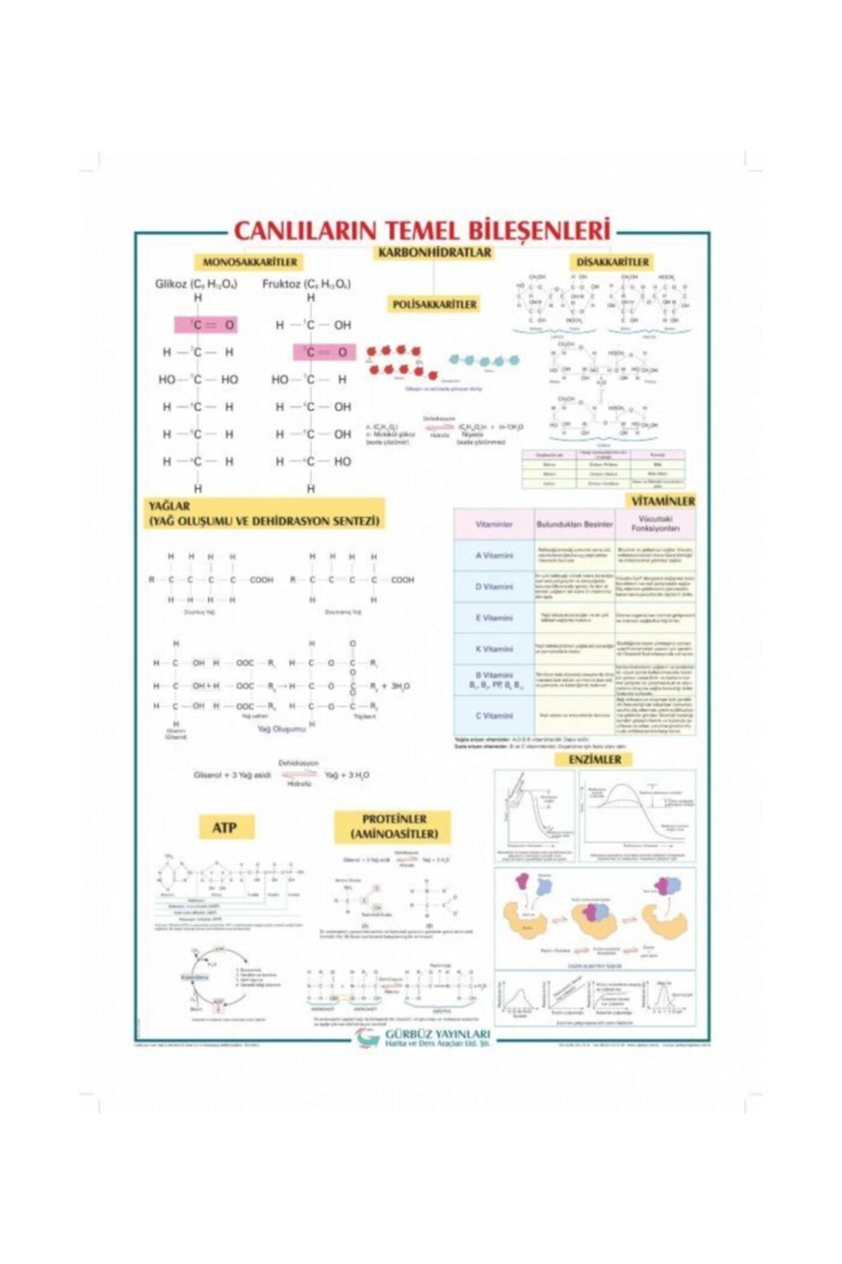 Canlıların Temel Bileşenleri Levhası