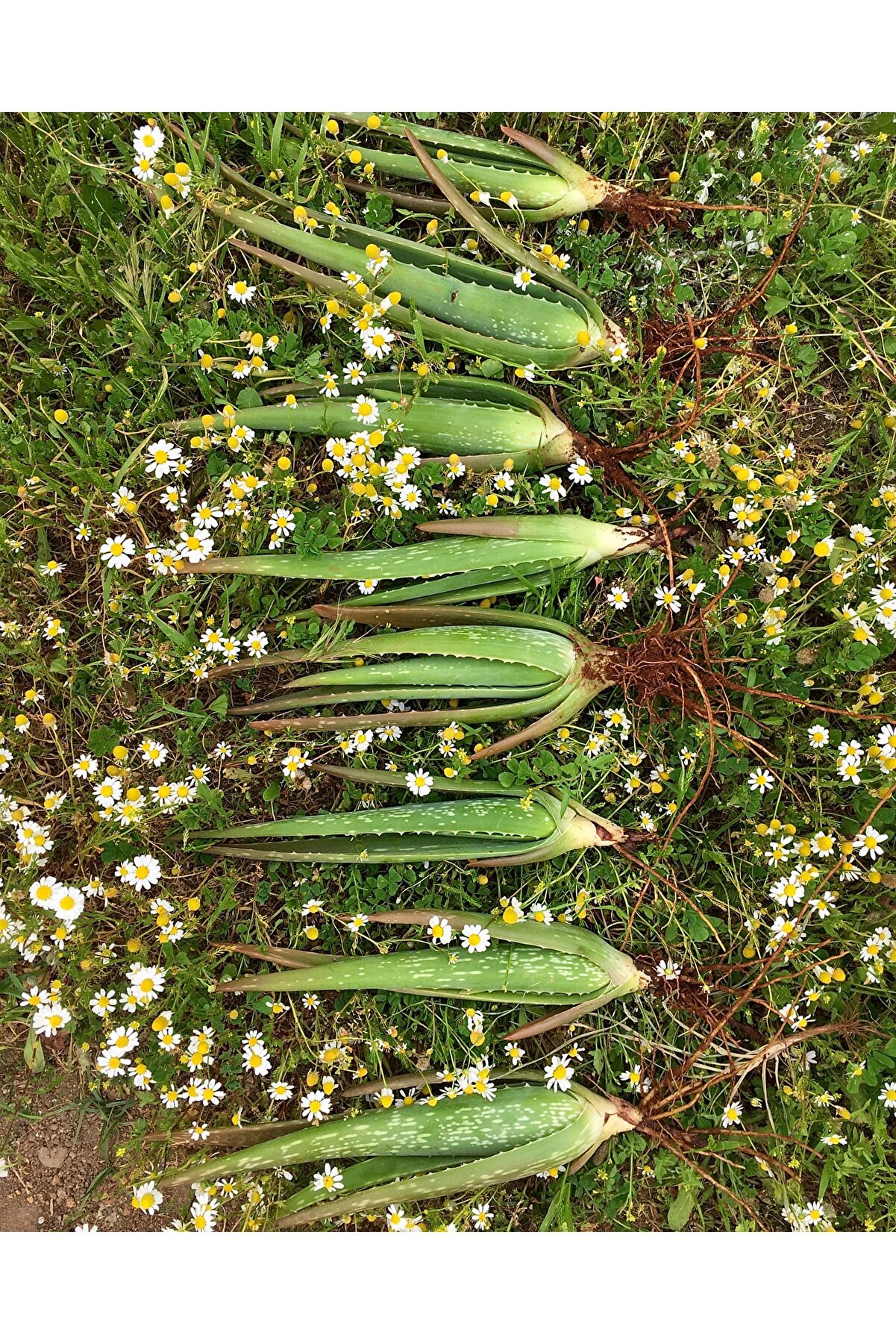 Çok Büyüyen Aloe Vera Bitkisi Fidanı 25 Cm Saksısız Sarısabır