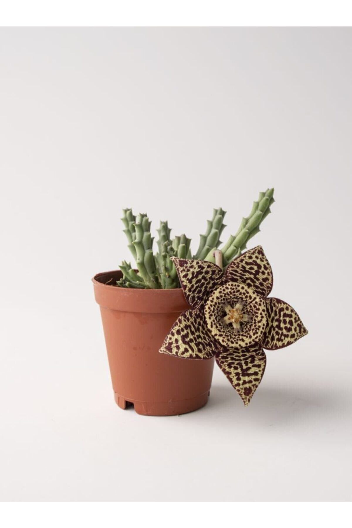 Leş Kaktüs Stapelia Variegata 5.5 cm Saksıda