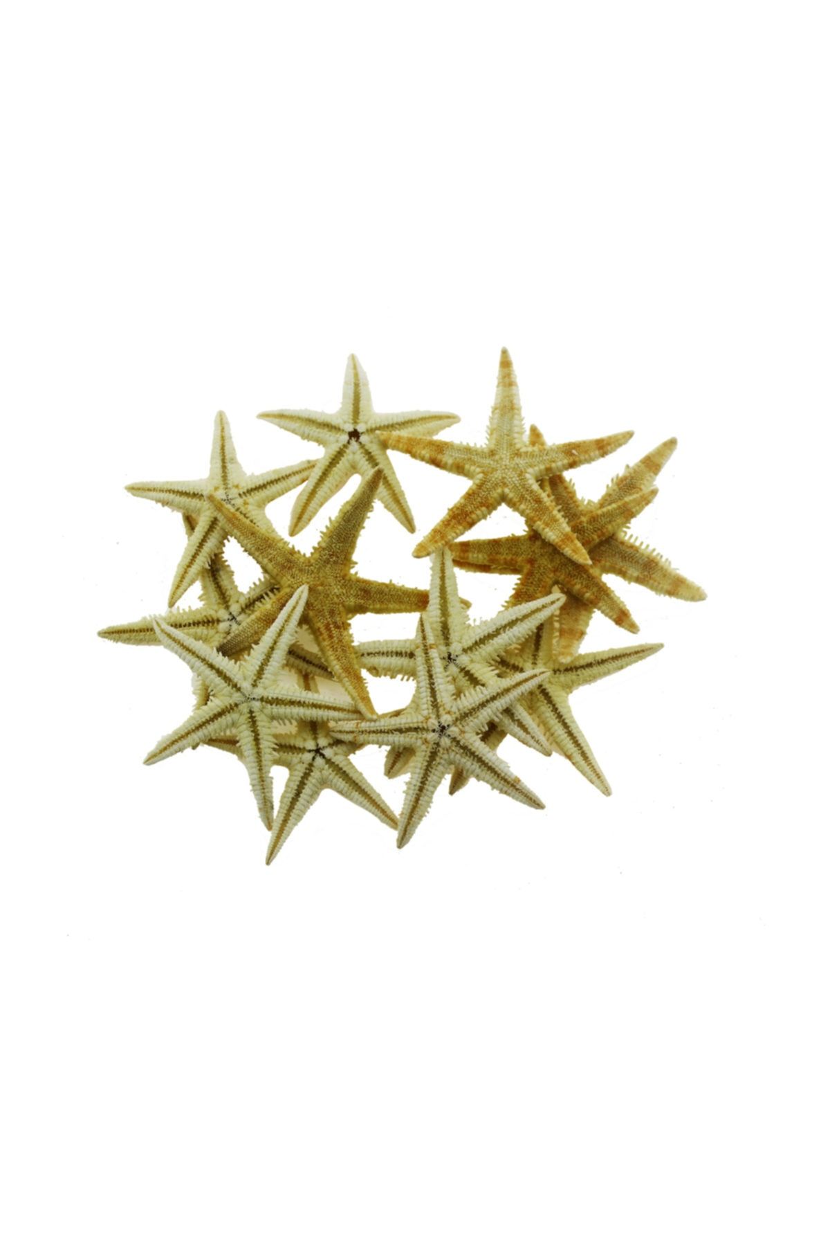 mutlu adım Doğal Deniz Yıldızı 12 Adet 3-4,5 cm