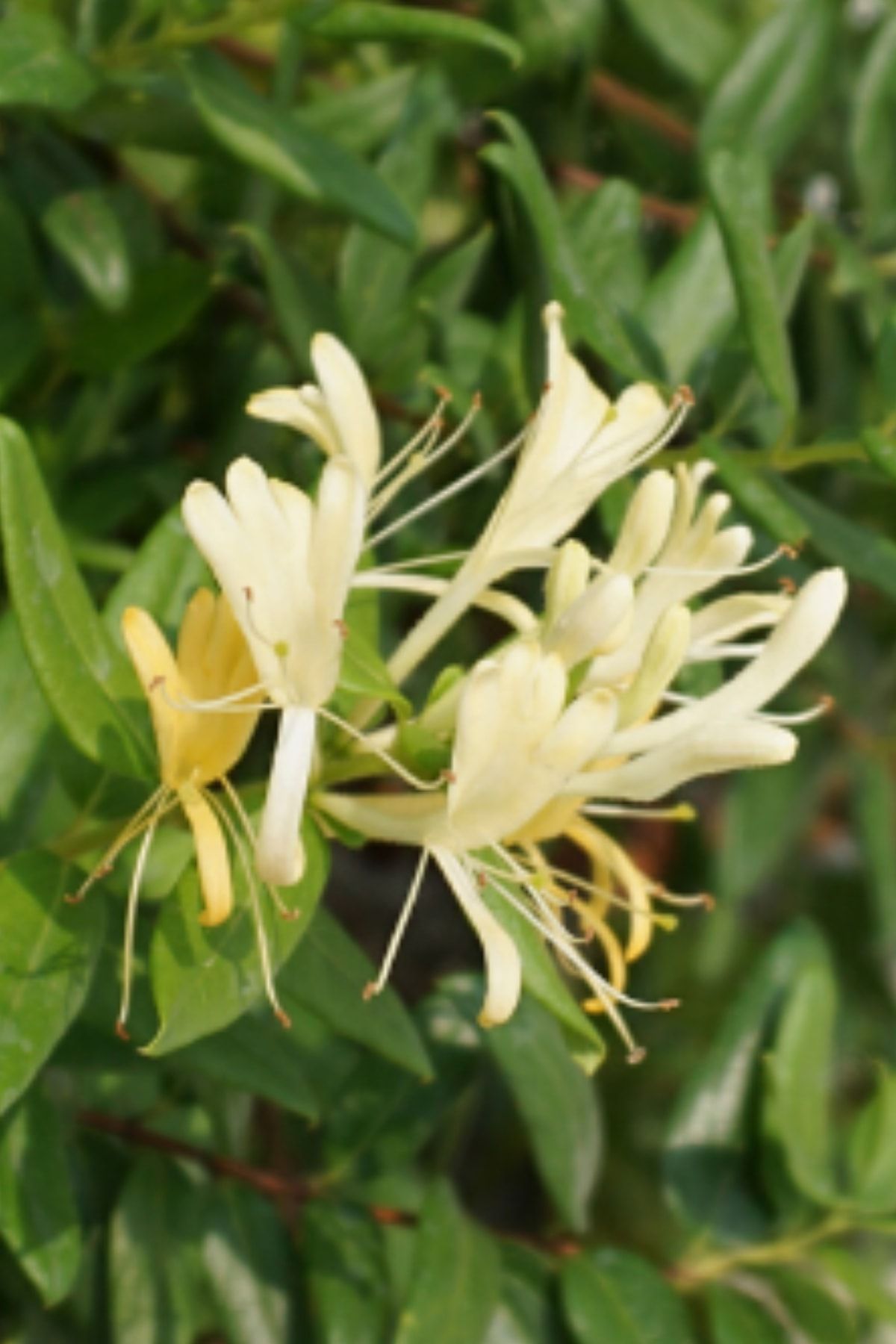 ALİBOTANİK Hanımeli Çiçeği Kokulu Sarı Beyaz 60 - 80 Cm Tüplü