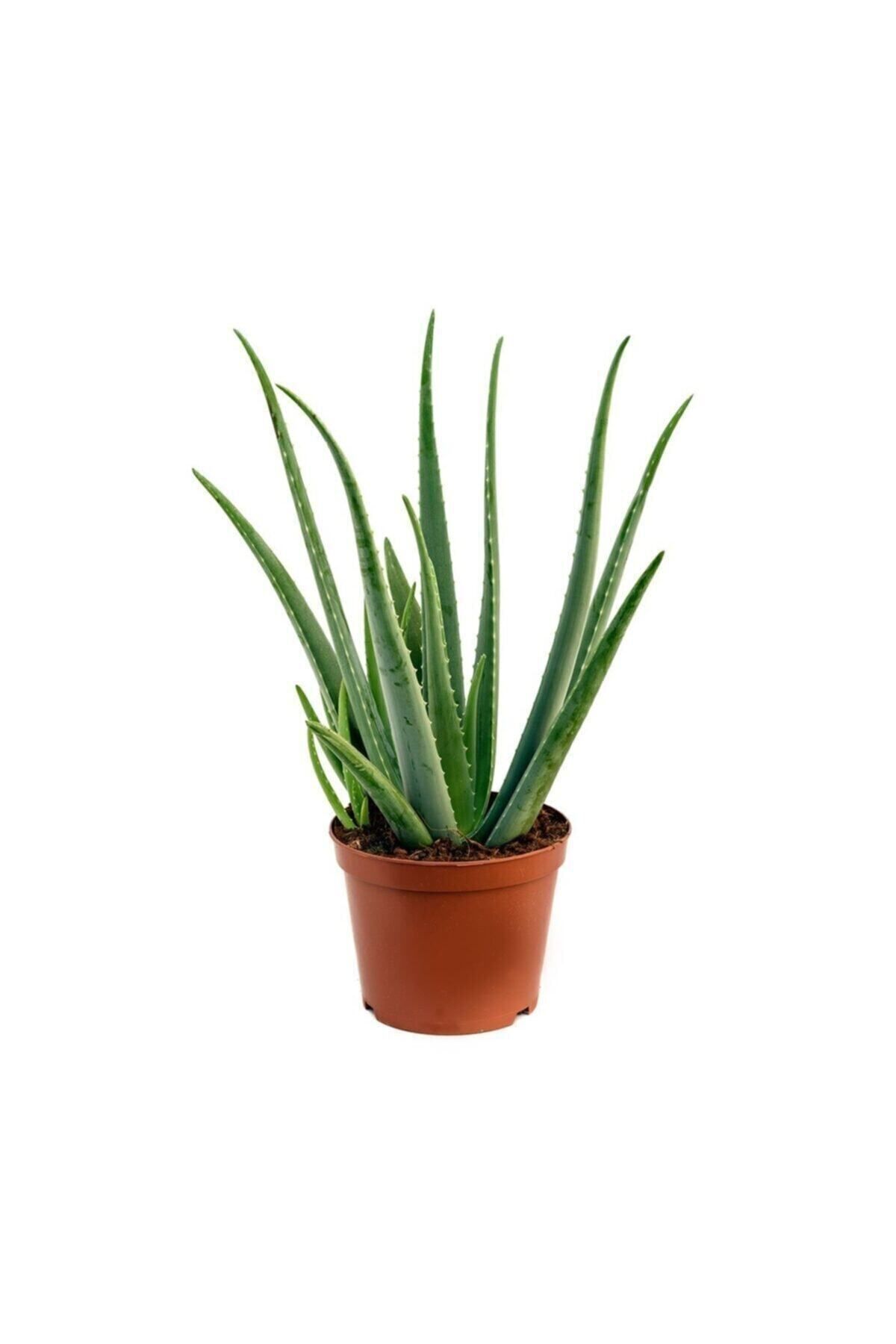 Genel Markalar Aloe Vera Bitkisi 25-30 Cm
