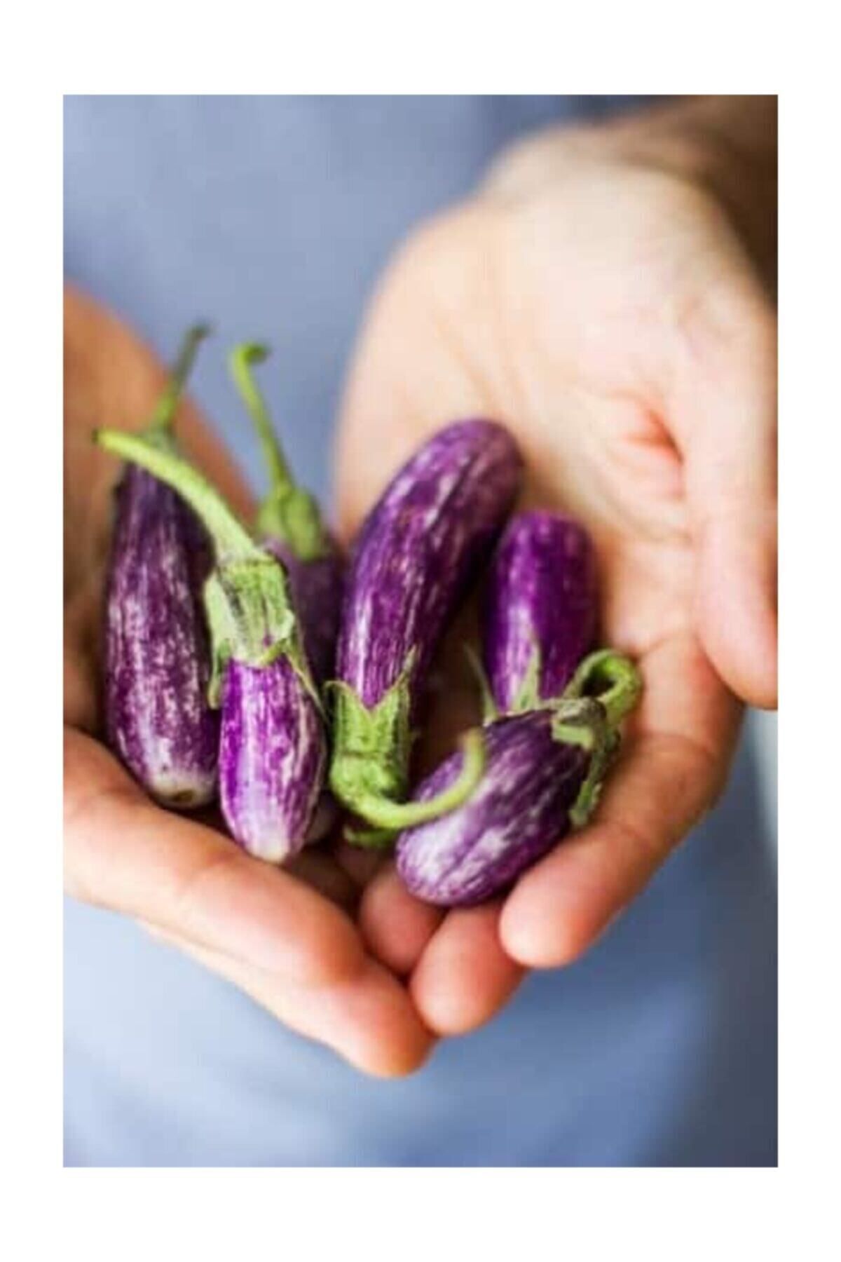 Çam Tohumculuk Nadir Thailand Mini Kemer Patlıcan Tohumu 5 Adet Tohum