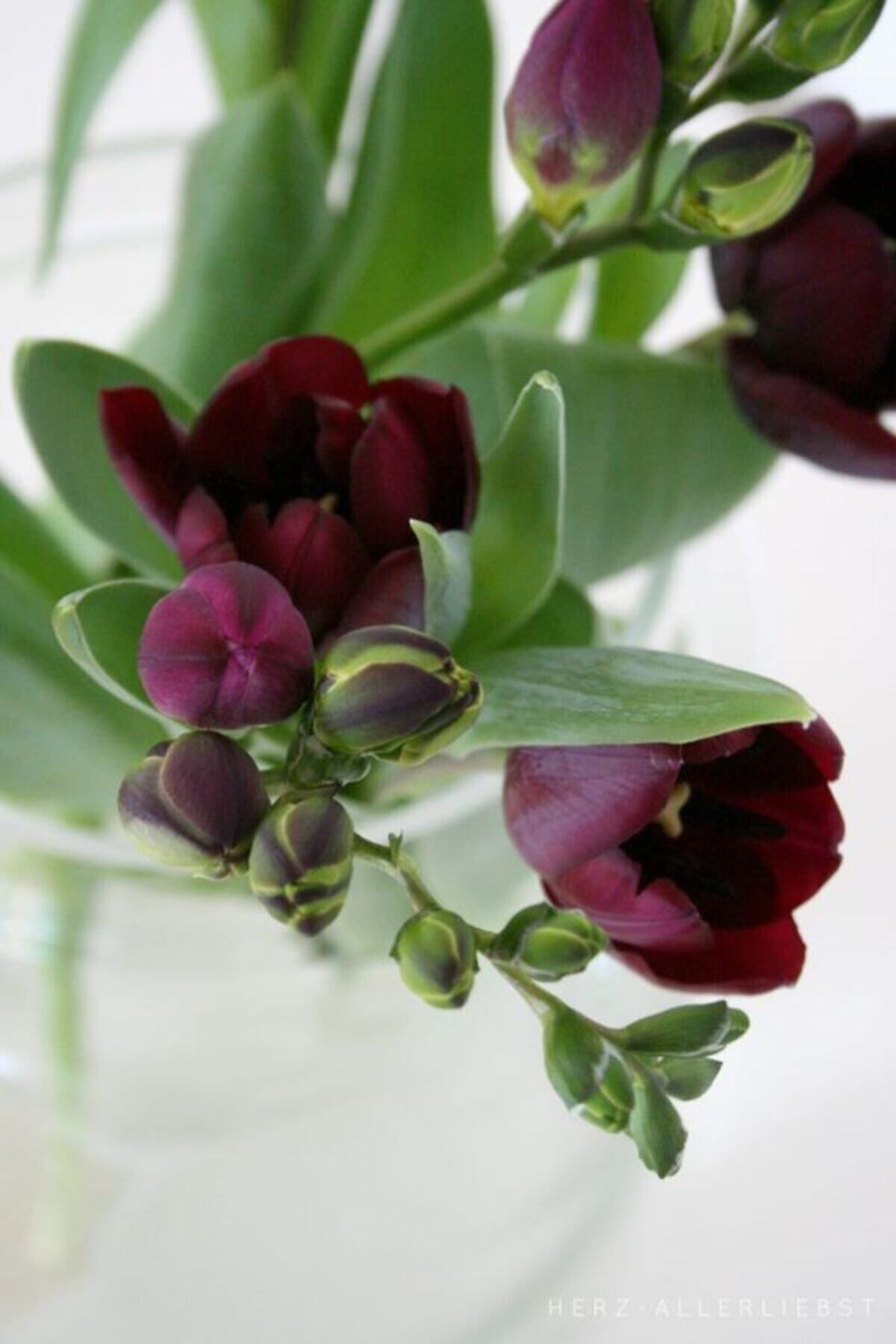GARDENYA TOHUMCULUK 5 Adet Mis Kokulu Bordo Renkli Frezya Çiçeği Soğanı