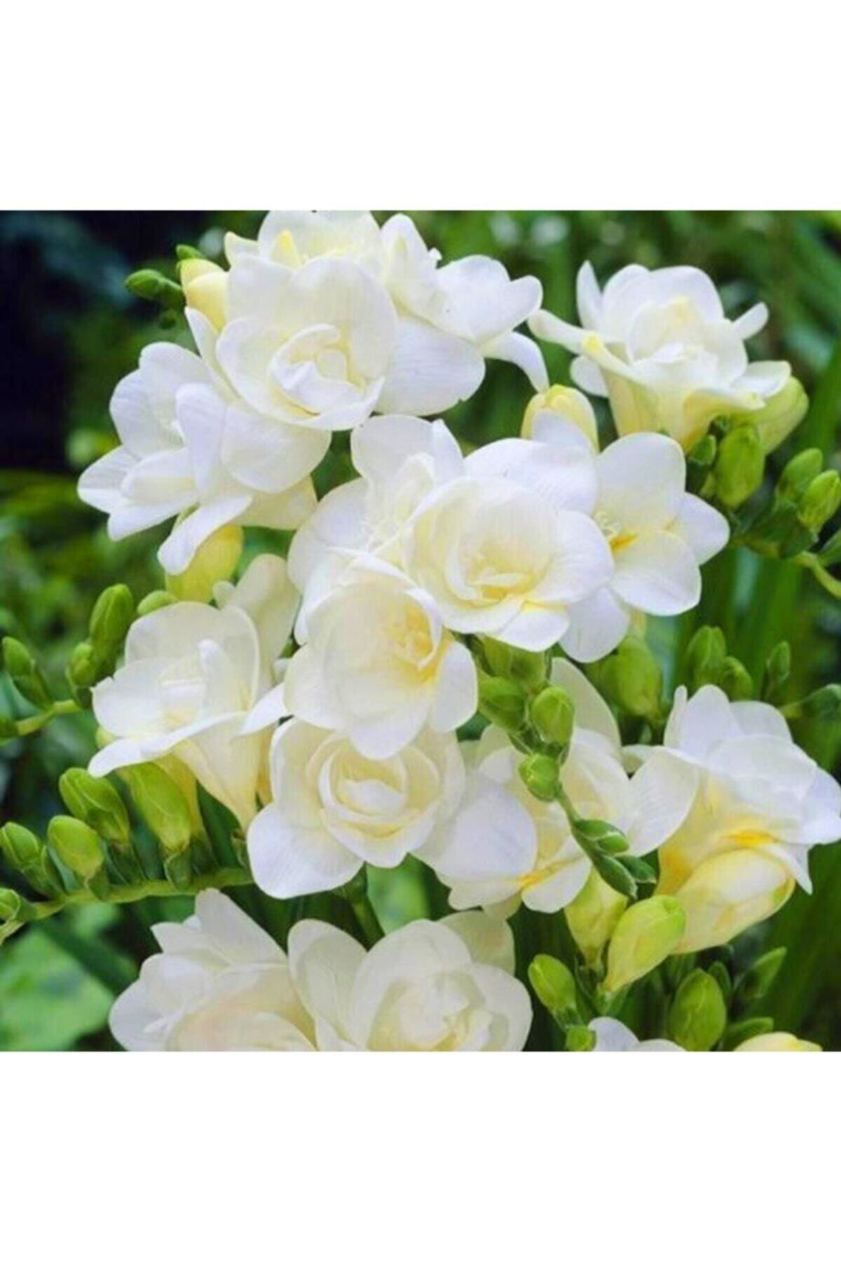 GARDENYA TOHUMCULUK 5 Adet Beyaz Renkli Kokulu Frezya Çiçeği Soğanı