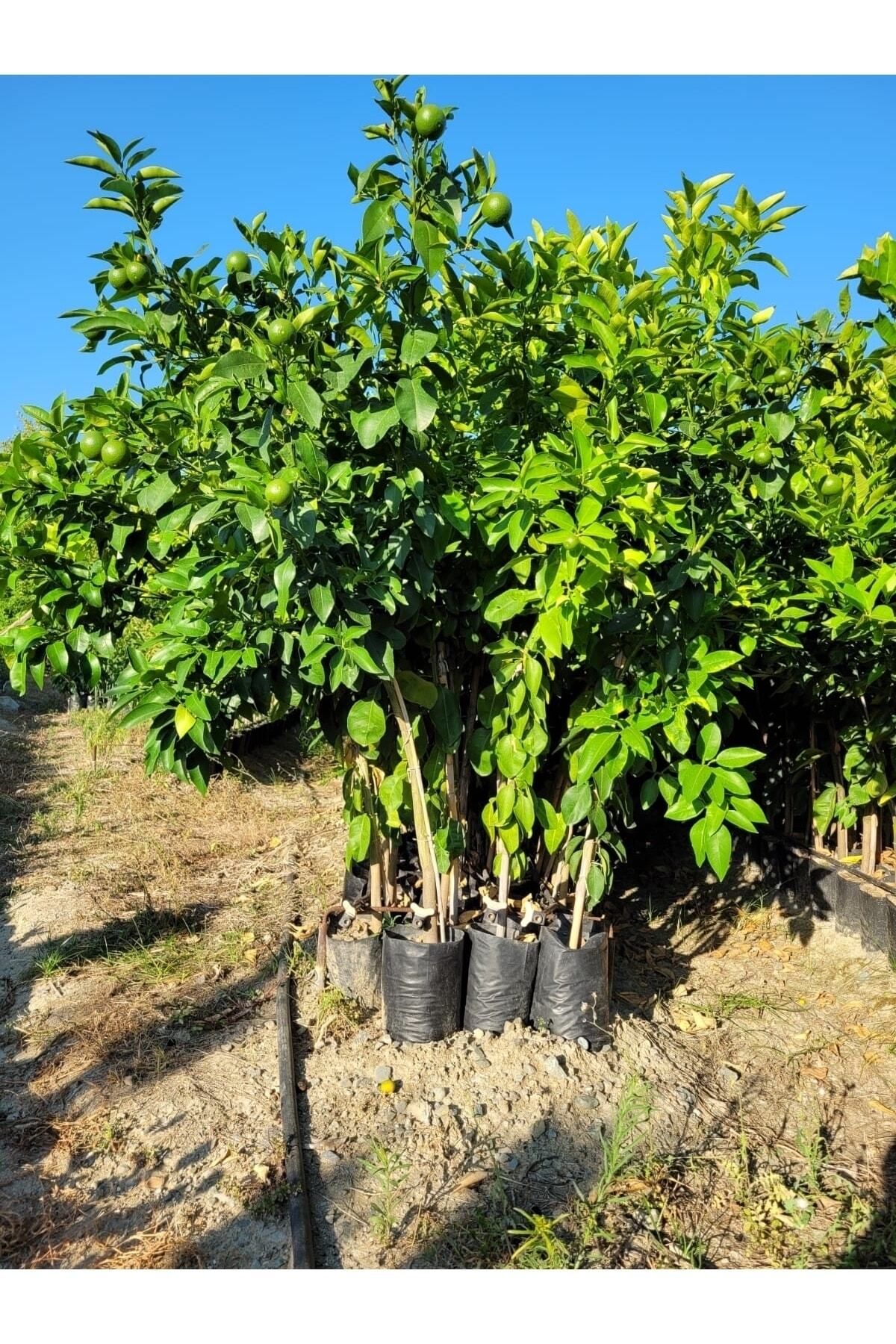 körfezgardens Limon Fidanı Aşılı Yediveren Mayer Limon Ağacı Fidanı (Tüplü) 3 Yaş 140 ila 170 cm İade Garanti