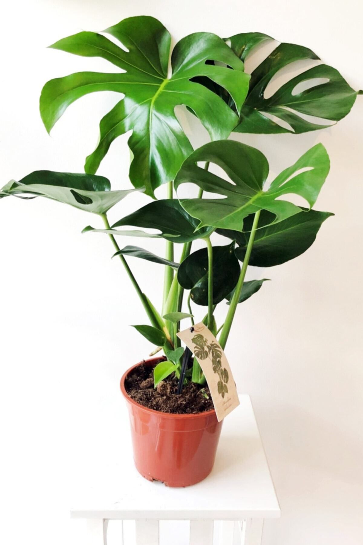 Cemre Garden Monstera Deliciosa Xl - Deve Tabanı - Ev Ofis Salon Iç Mekan Bitkisi - 60 Cm