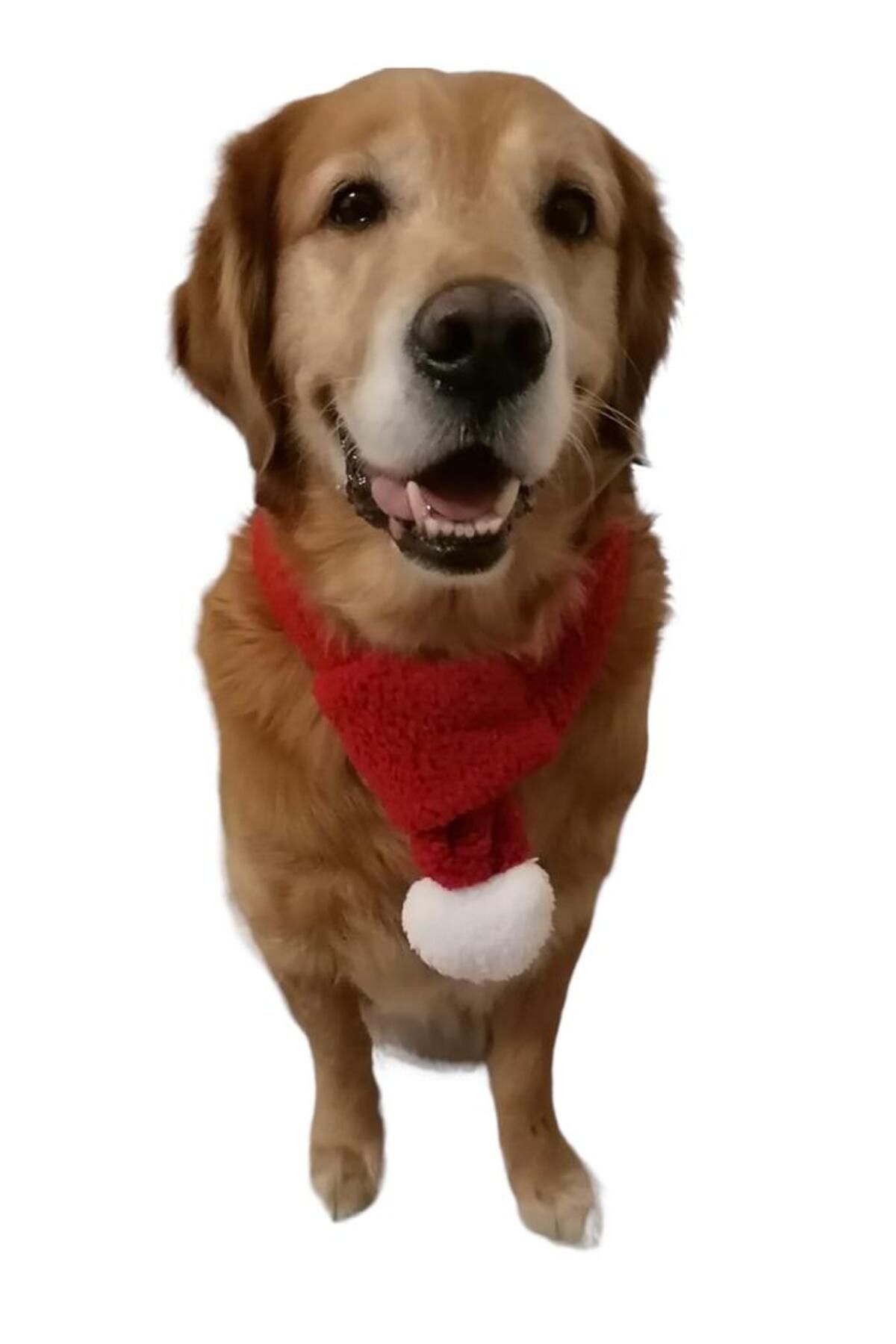 Sosyal Patiler Noel Baba Köpek Atkısı