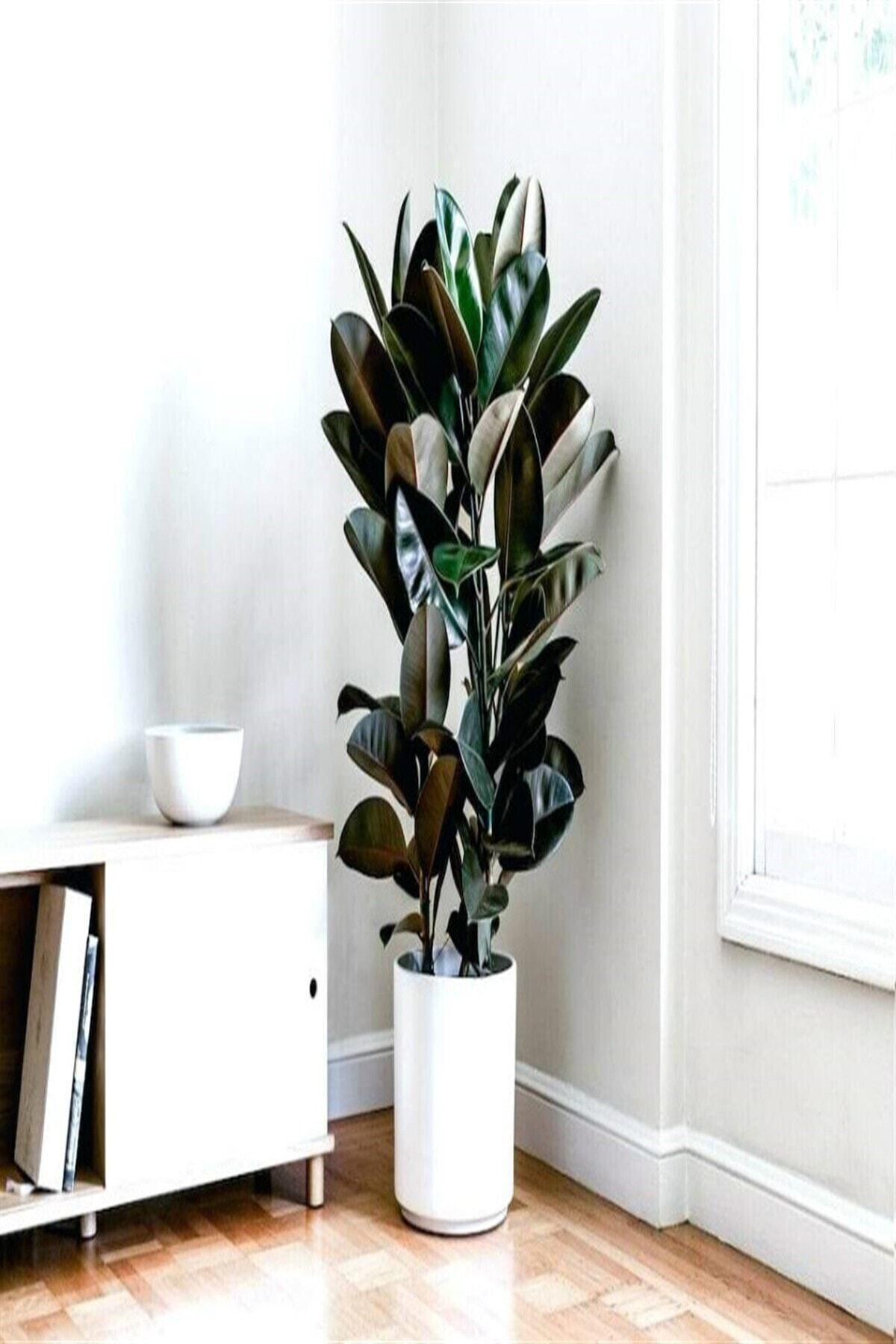 e-fidanci Kauçuk Bitkisi (ficus Elastica) 70-80cm