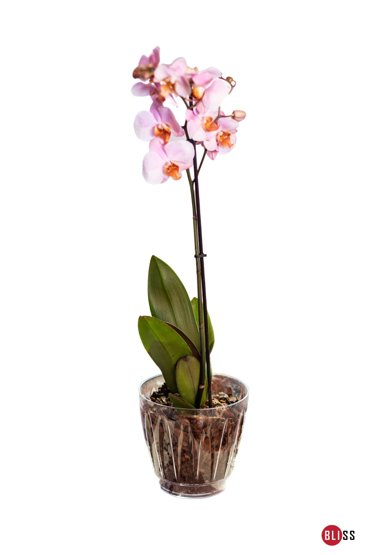 Bliss 3 lt Papatya Orkide Saksısı Tabaklı Şeffaf Plastik Saksı