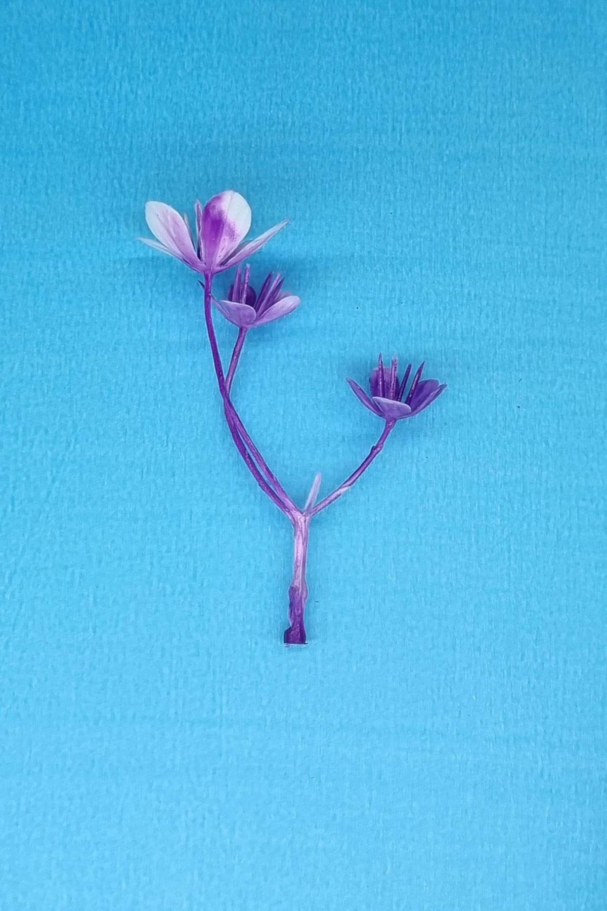 MD Aspiz Flowers 50 Li Paket Yapay Çiçek Kafa 5cm__ Sarmasik Saksısız Kuru Dekoratif Sarkit Salon Bitki Yaprak Orkide