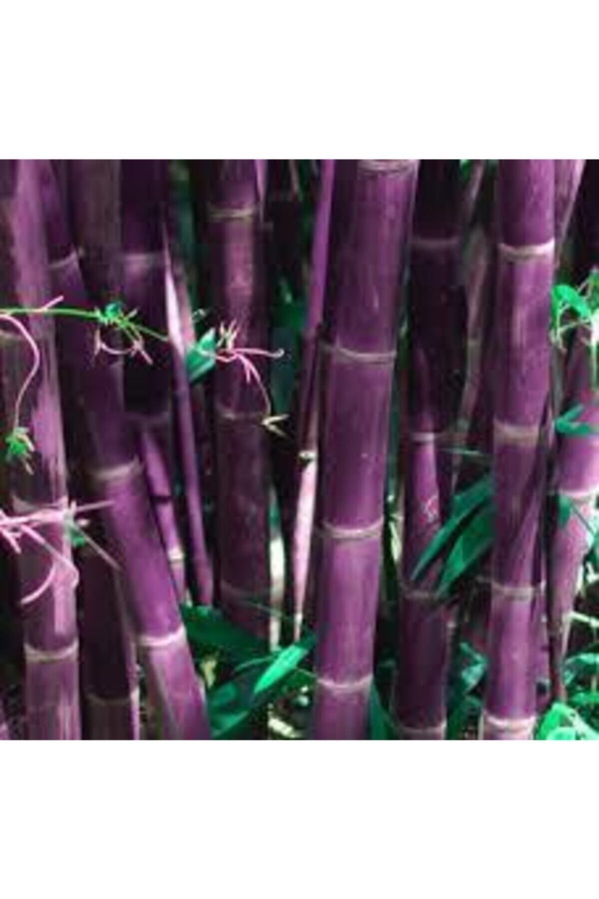 ata tohumculuk Mor Bambu Ağaç Orjinal Moso Bambu Tohumu 5 Adet