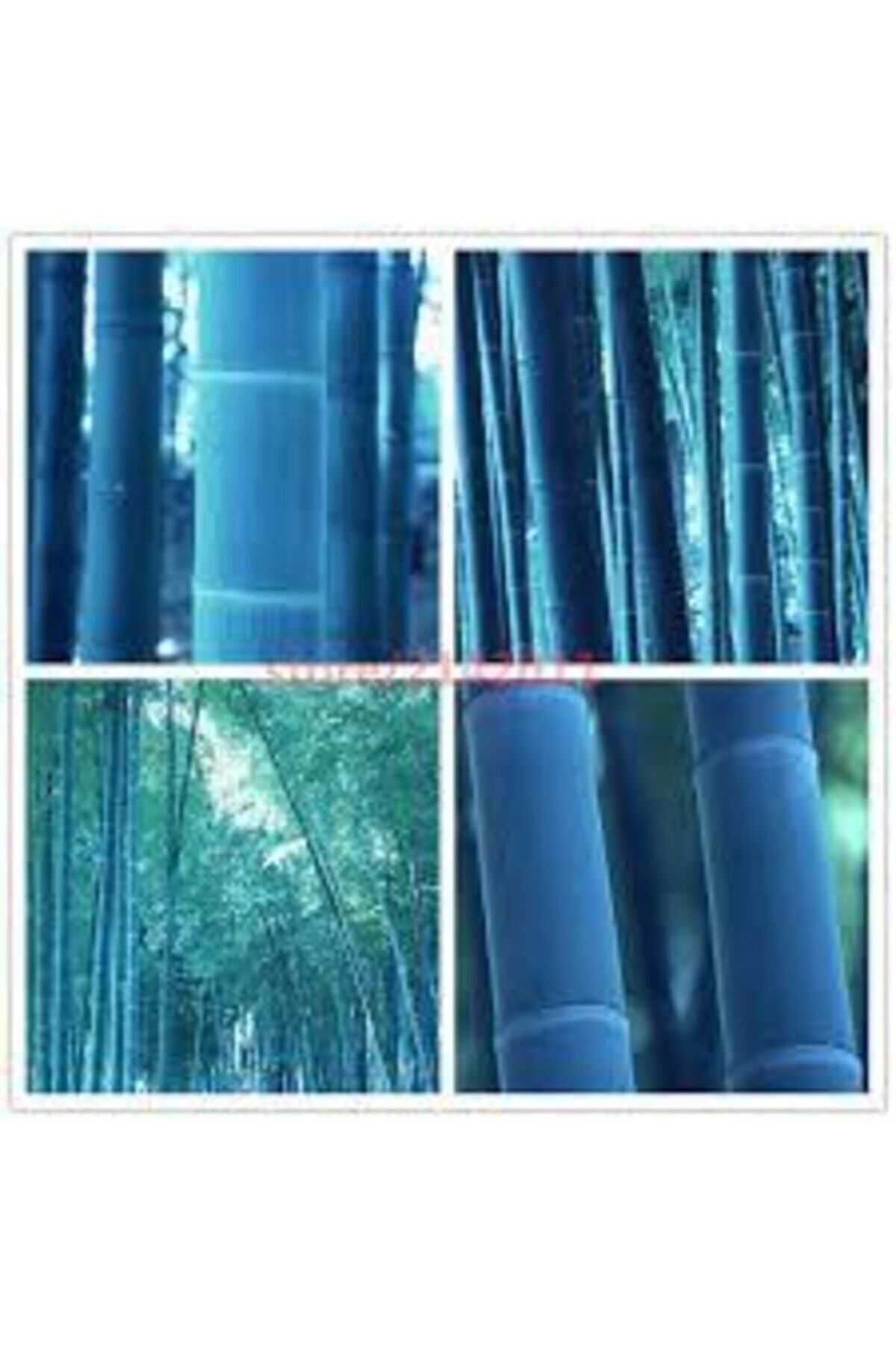 ata tohumculuk Mavi Bambu Ağaç Tohumu