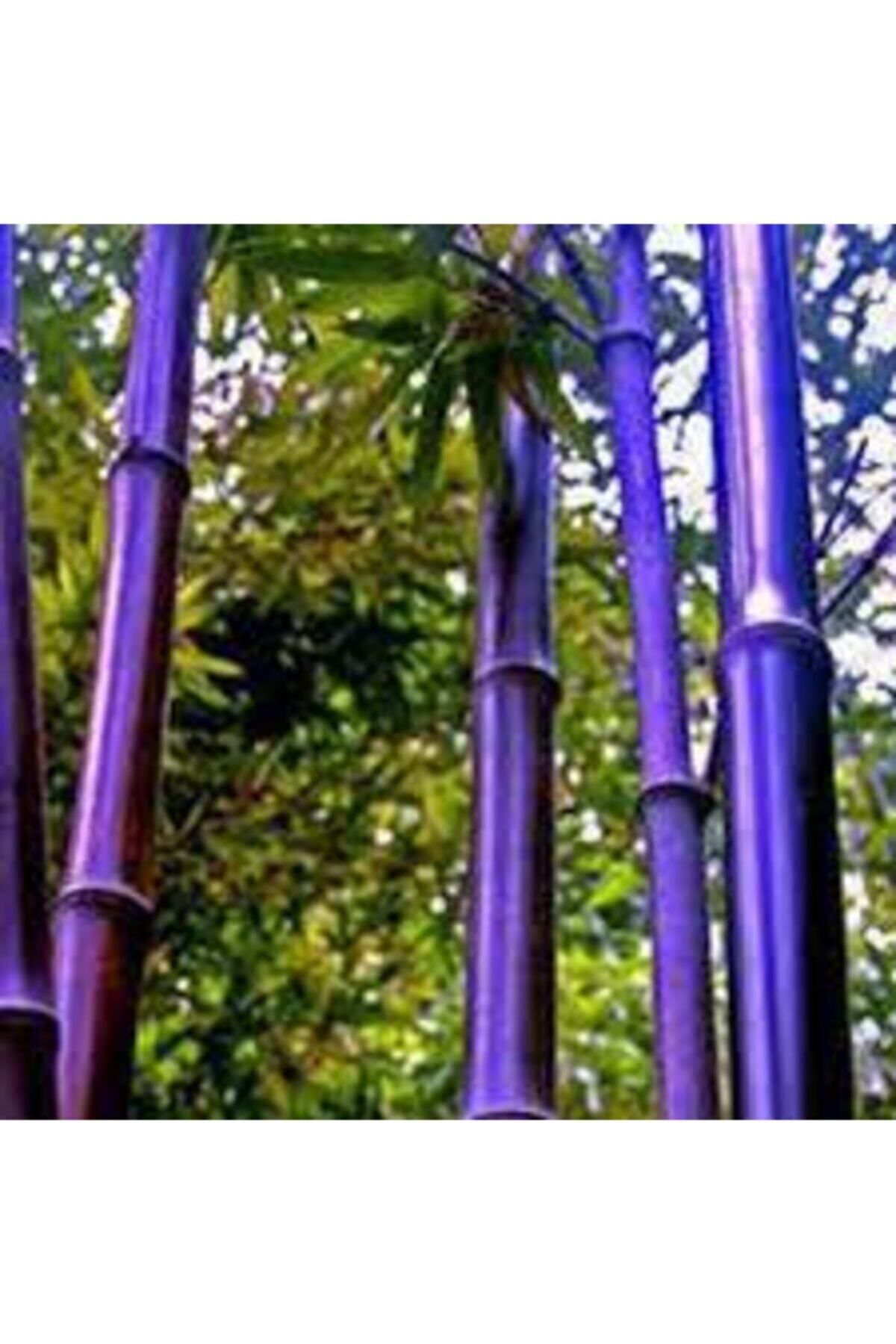 ata tohumculuk Mor Bambu Ağaç Tohumu 5 Adet