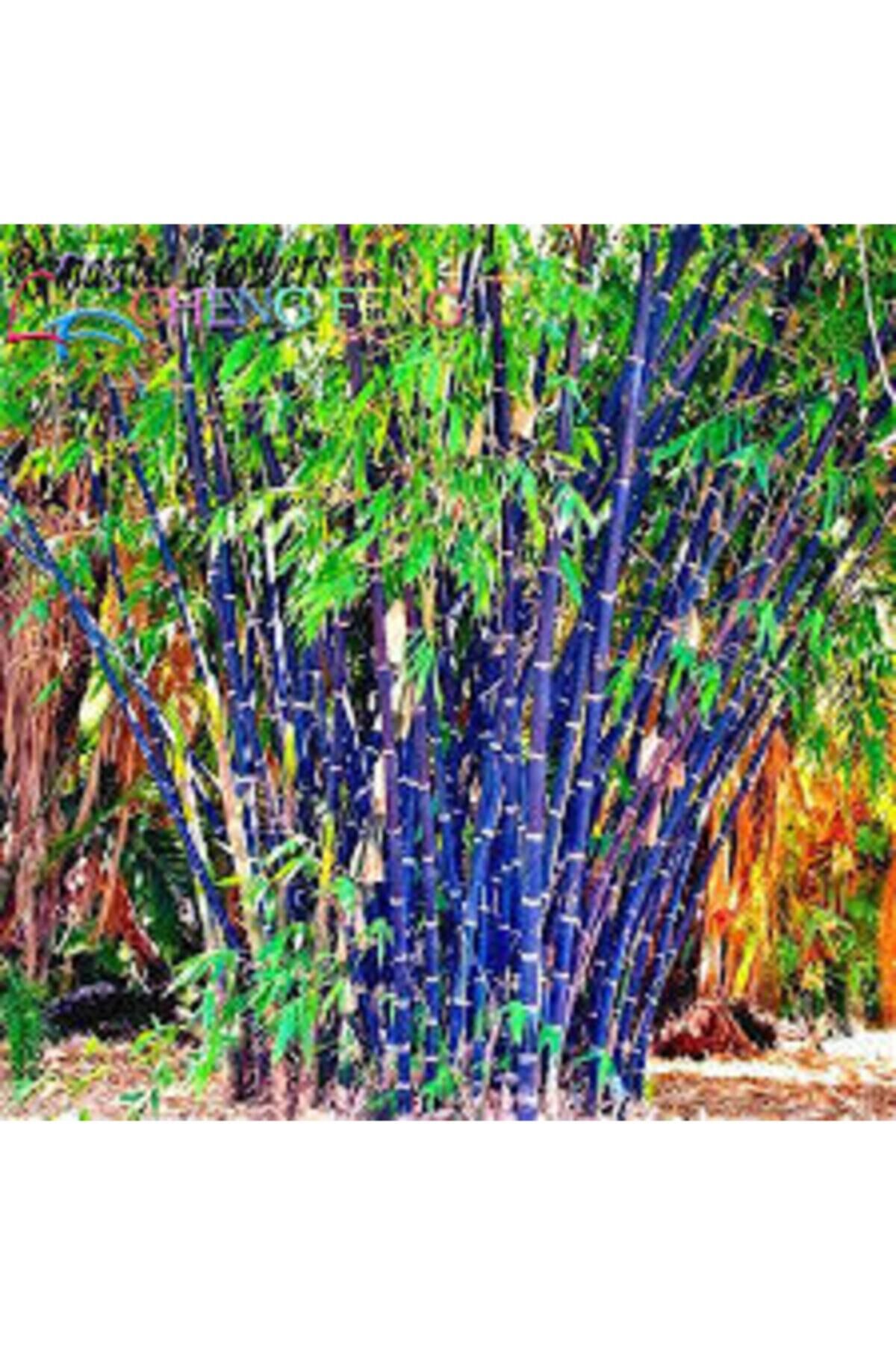 ata tohumculuk Mor Bambu Ağaç Tohumu 10 Adet