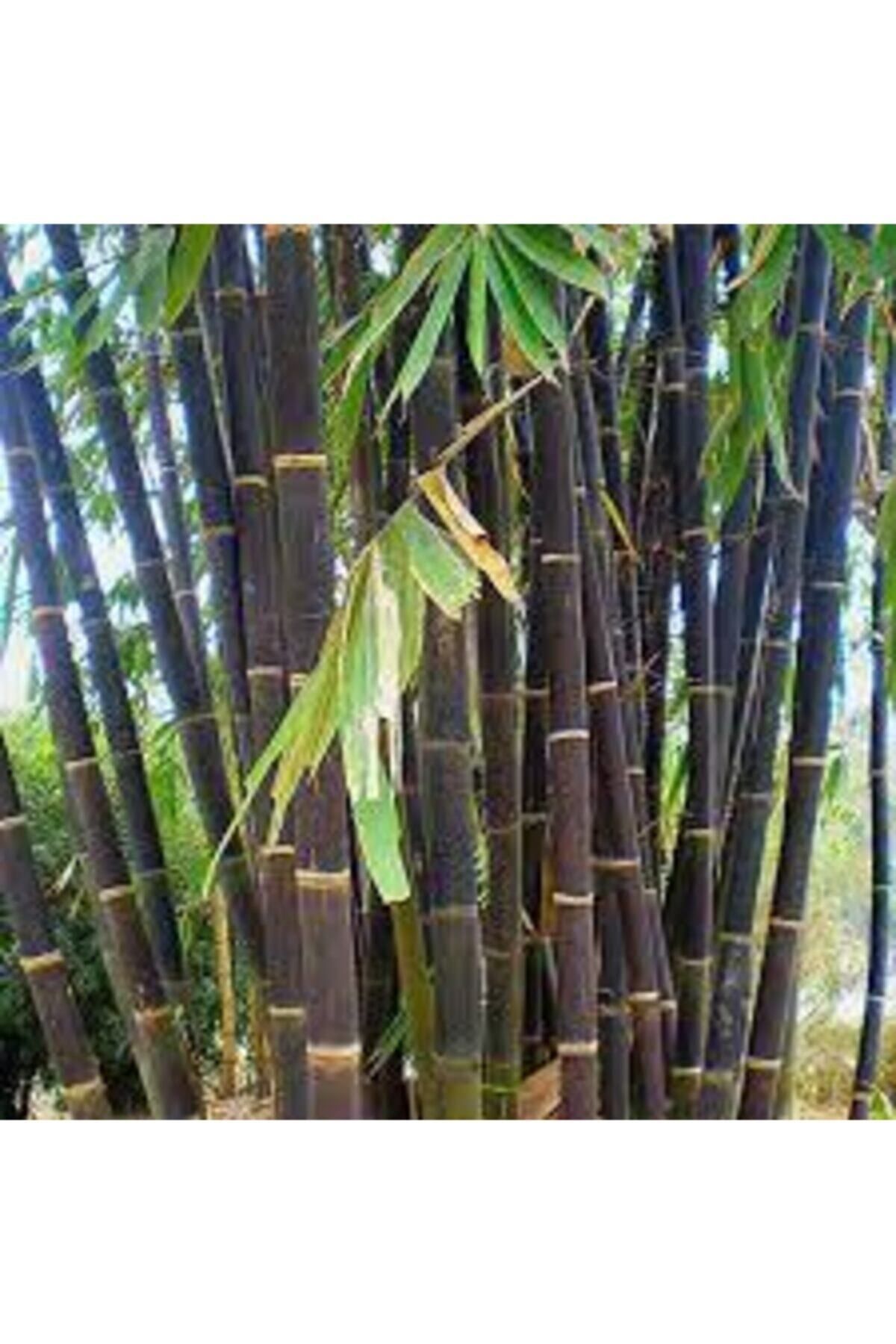 ata tohumculuk Siyah Bambu Ağaç Tohumu