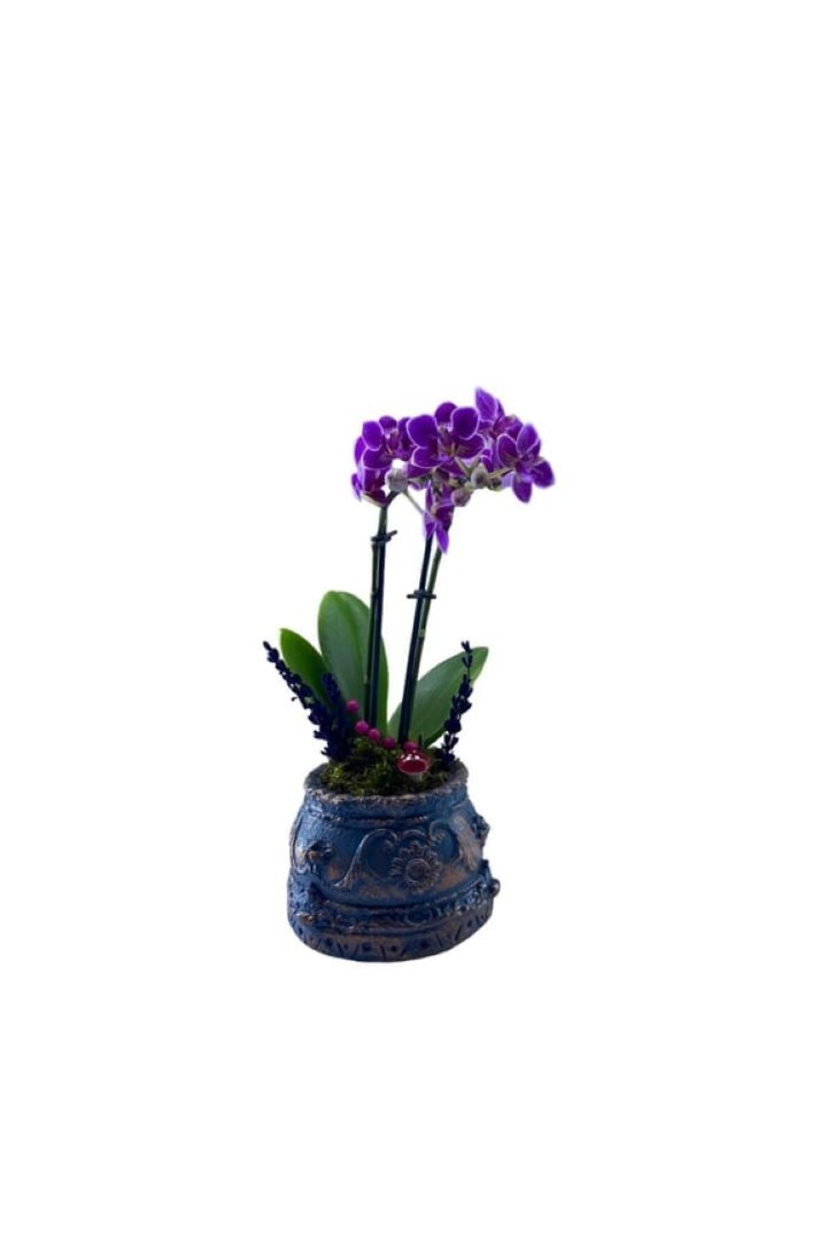 Orkidejet Trevi Barok Boncuk Mavi Saksı da Çift Dal Mini Orkide 2