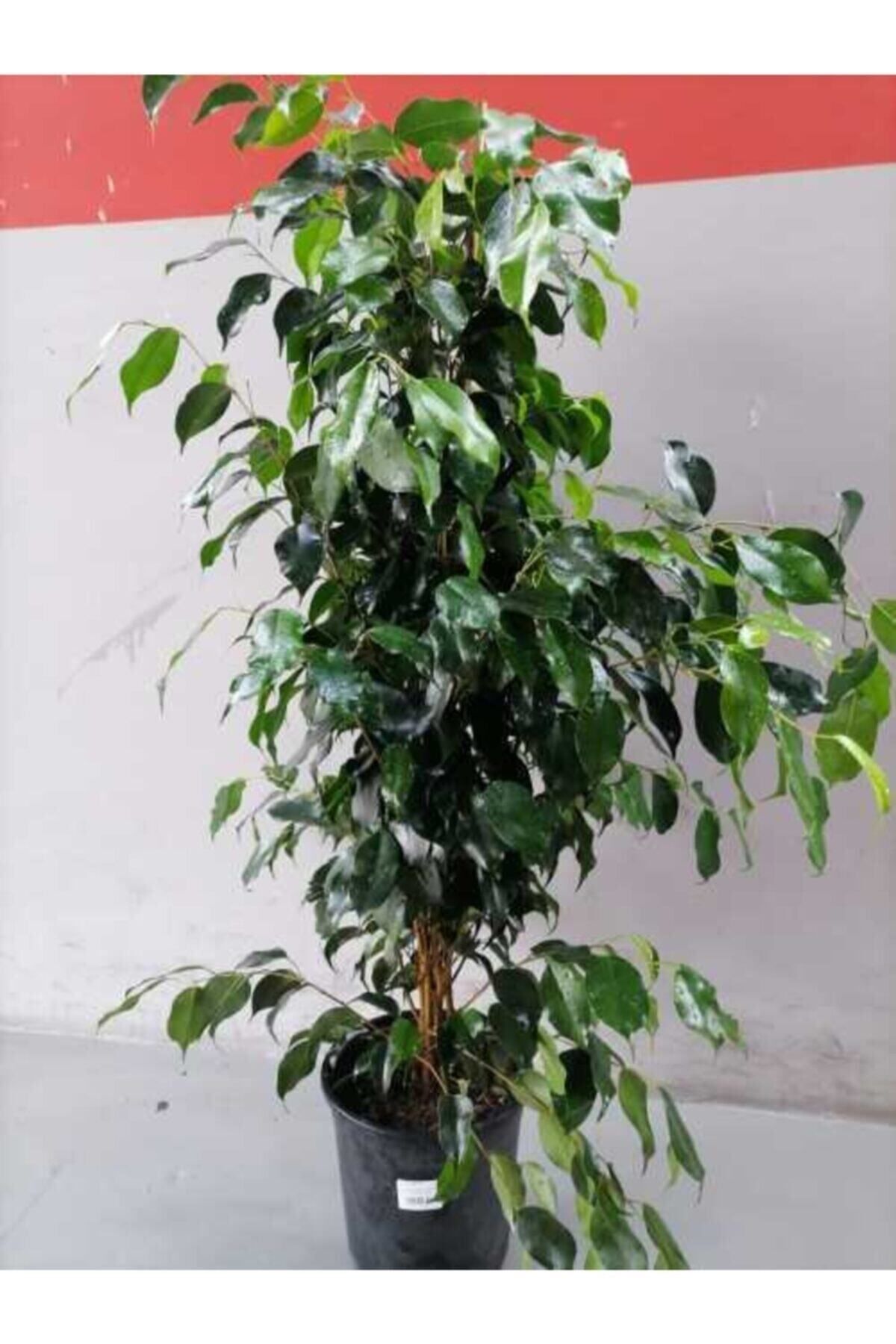 sabuncakiskadikoy Ficus Benjamin Yeşil Yapraklı Canlı Ev Ve Ofis Bitkisi