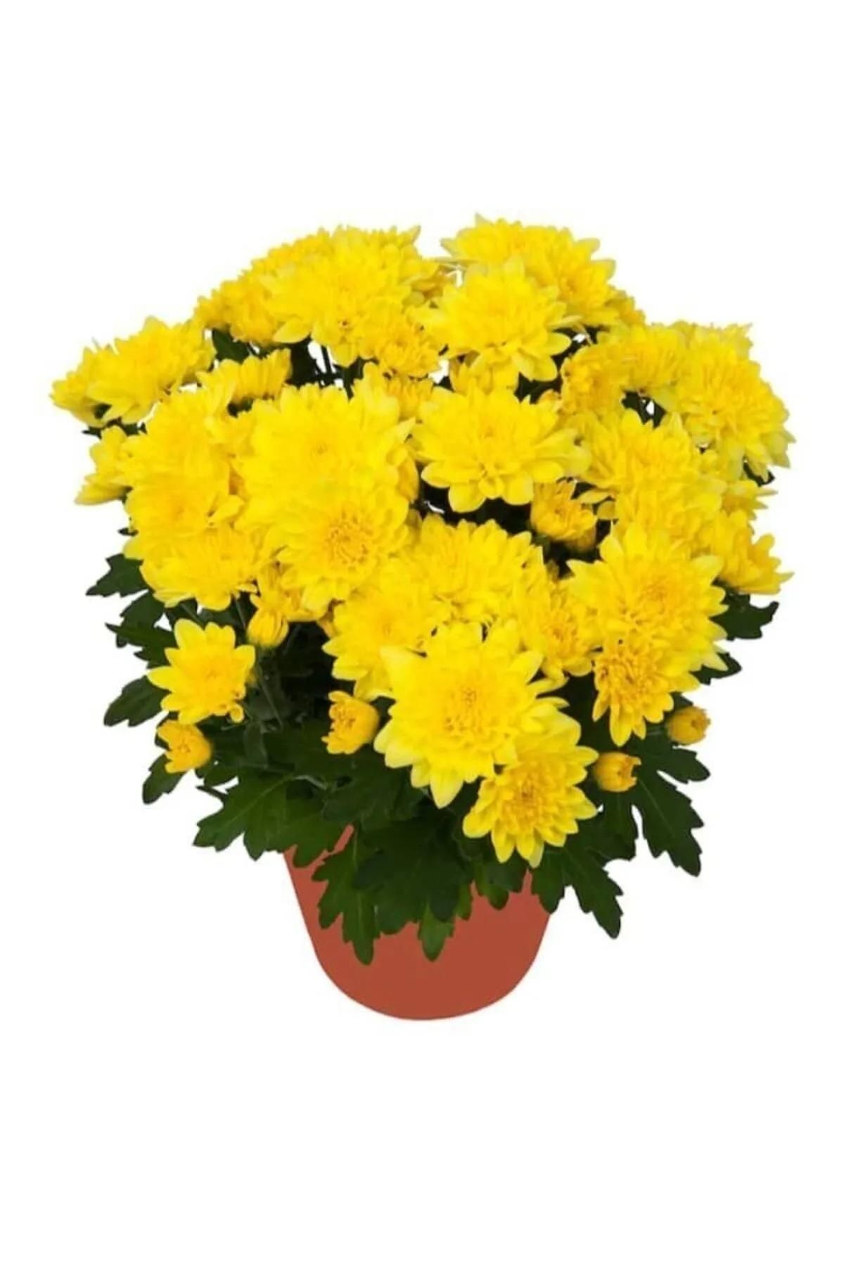 Kelebek Saksıda Kasımpatı Çiçeği (chrysanthemum) SARI