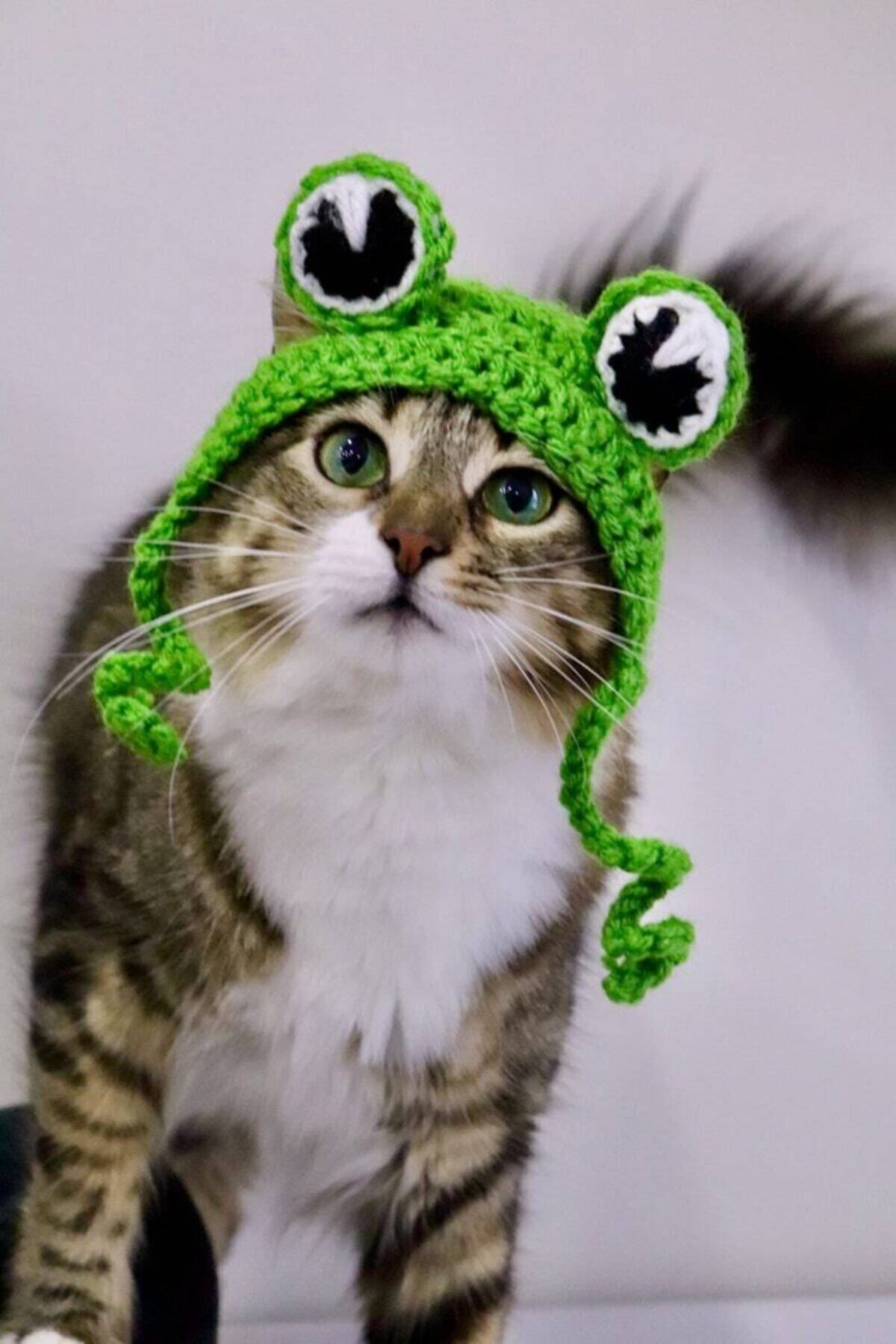 BurDen Dekoratif Ürünler & Tasarım Sevimli Kurbağa Kedi Şapkası & Başlığı Fenomen Pet Ürün Ölçülerinize Özel Üretim