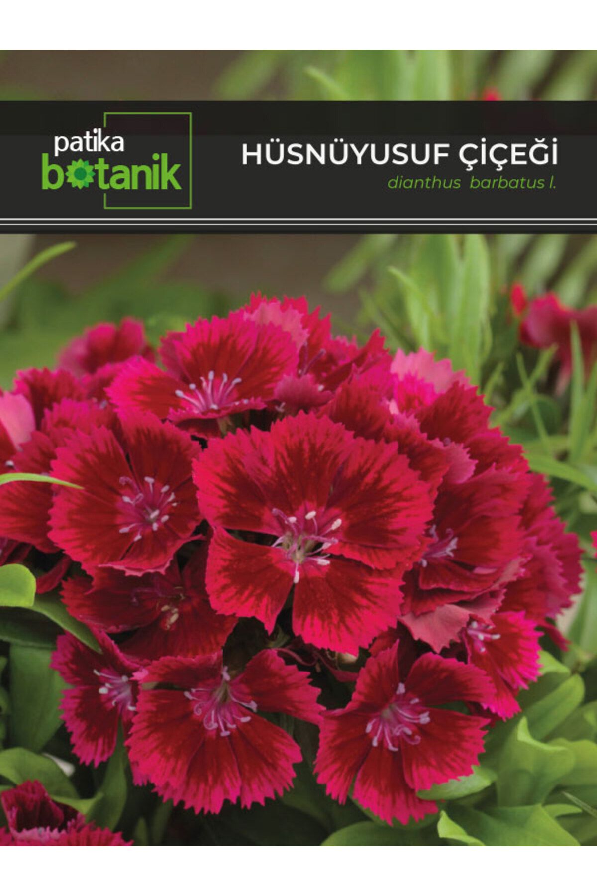 Patika Botanik 100 Adet Hüsnüyusuf (DİANTHUS BARBATUS L.) Çiçek Tohumu
