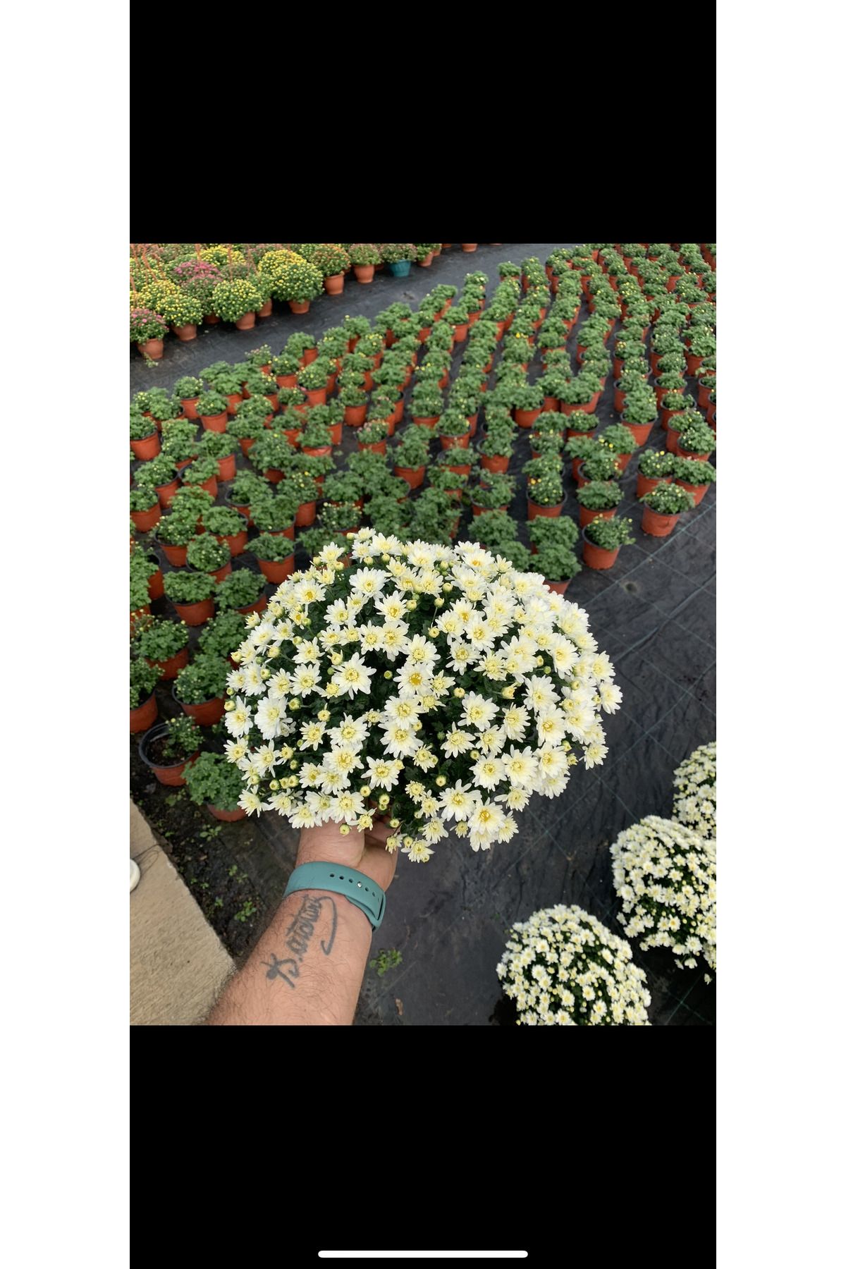 körfezgardens Beyaz Kasımpatı Krizantem Saksılı 14lük saksı