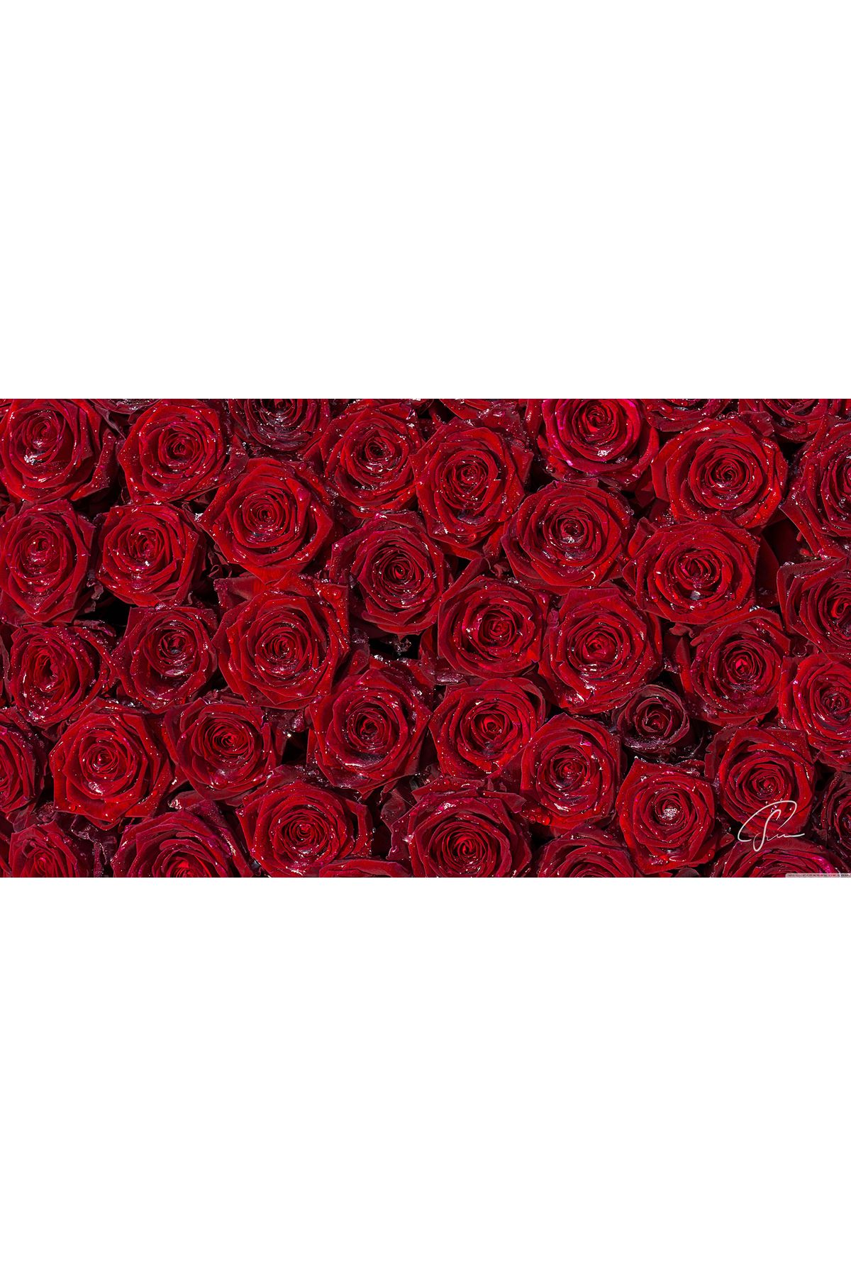 HD Sanatsal Rena-simli Kırmızı Güller Kanvas Tablo (flo-029)