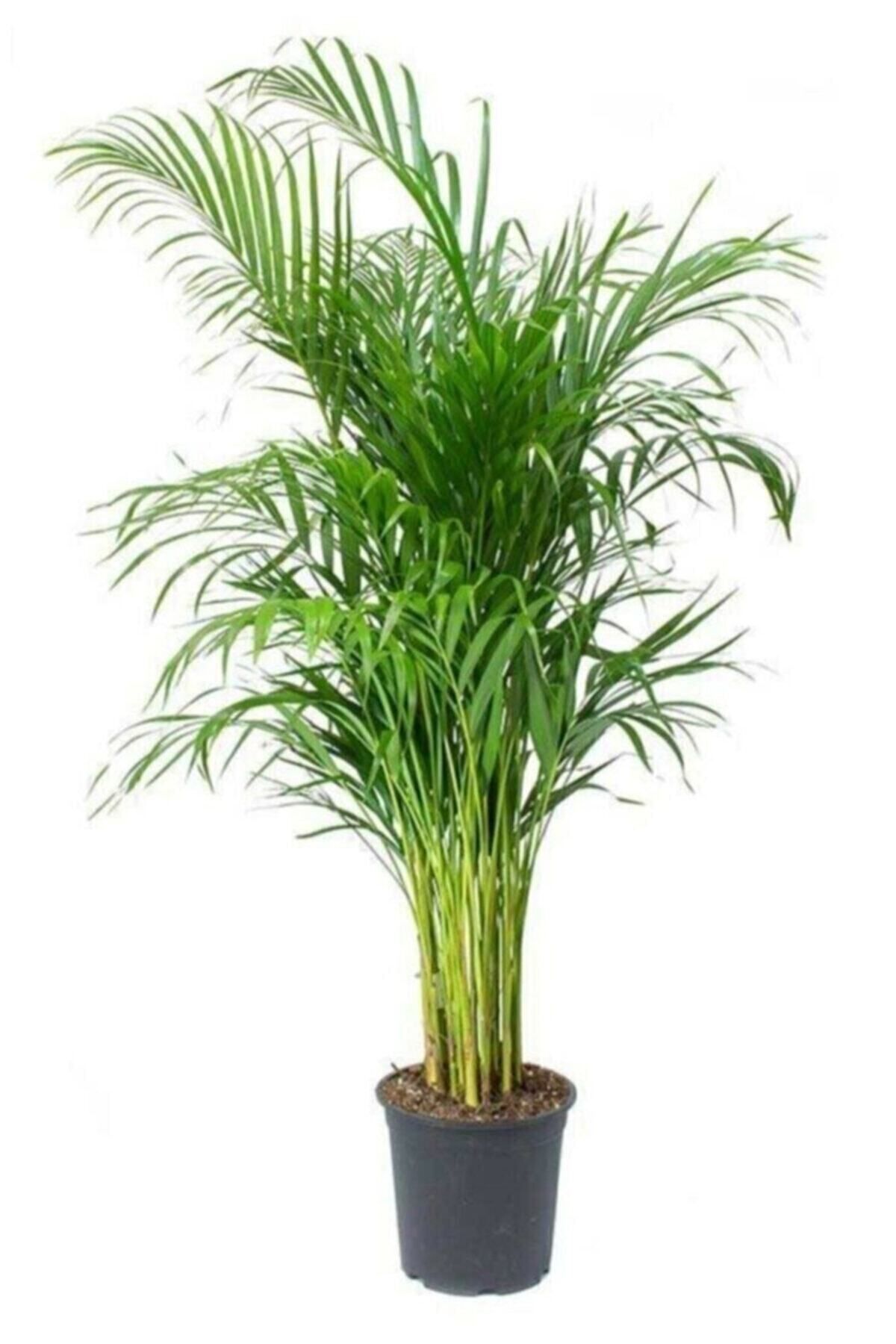 İç mekan bitkileri Areka Palmiyesi Ev Ofis Salon Bitkisi 100-120cm