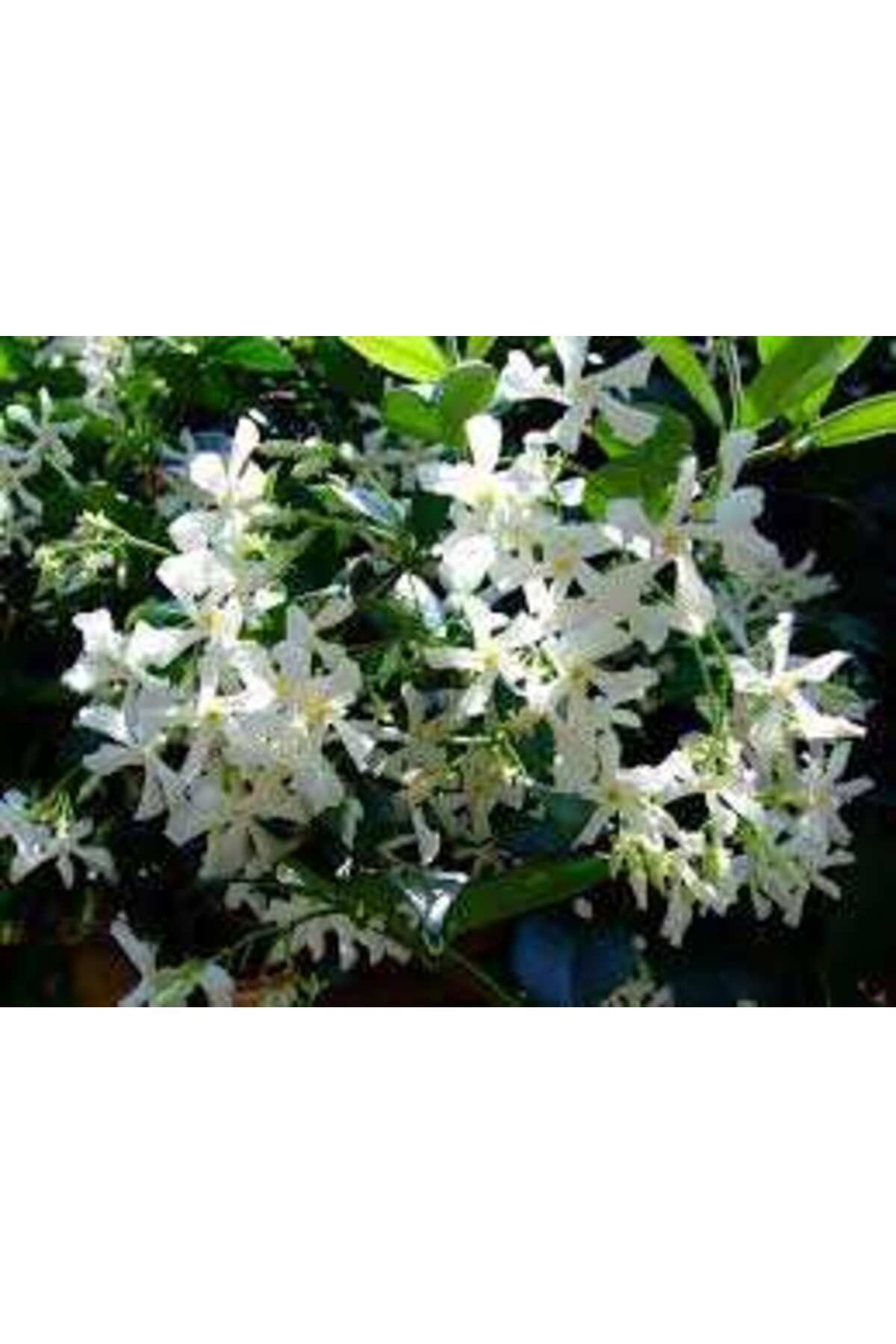 Genel Markalar 2 Adet Kokulu Beyaz Yasemin Çiçeği Fidanı(70 Cm)