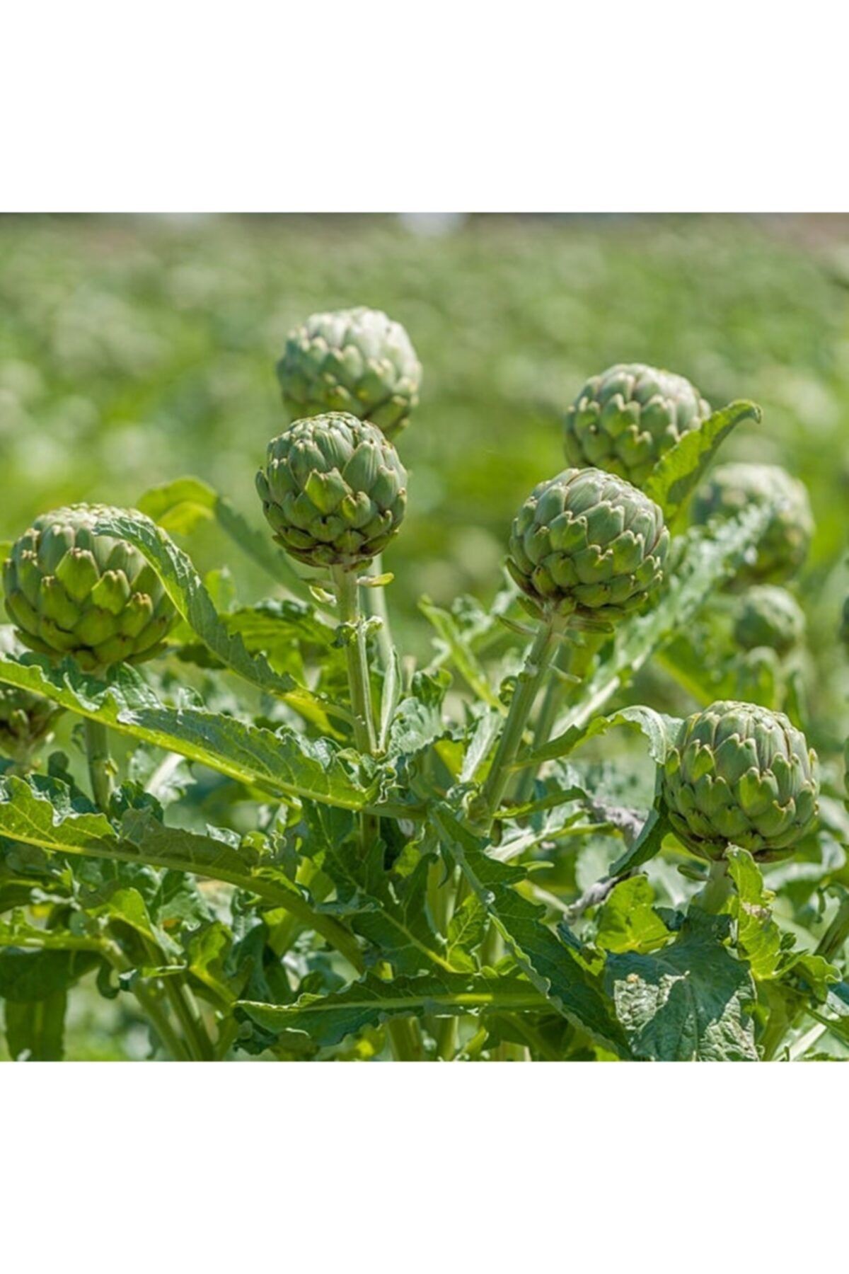 Floramut Dolgun Yapıda Enginar Fidesi-6 Adet