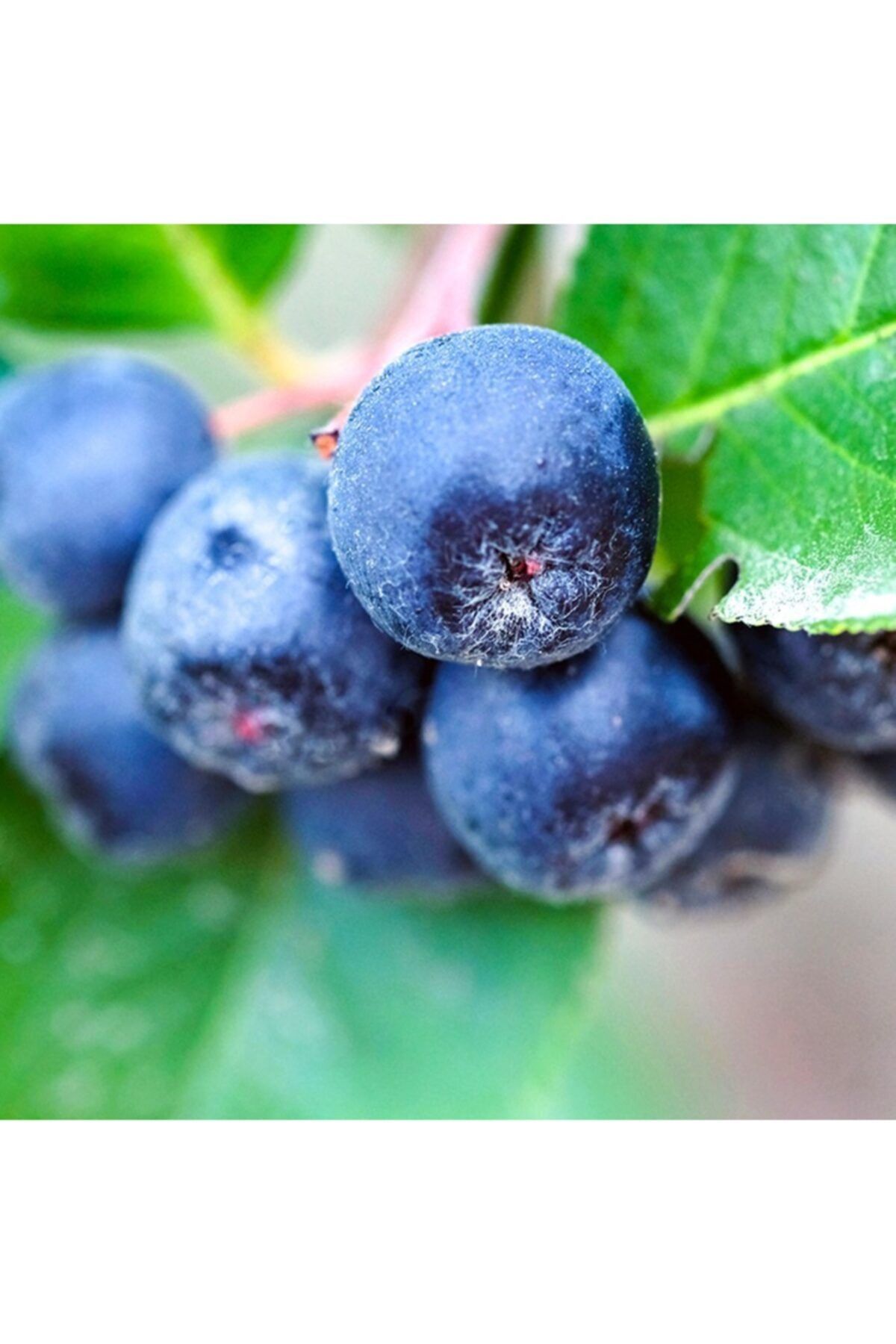 Floramut Tüplü Süper Meyve Aronia Berry Viking Aronya Fidanı