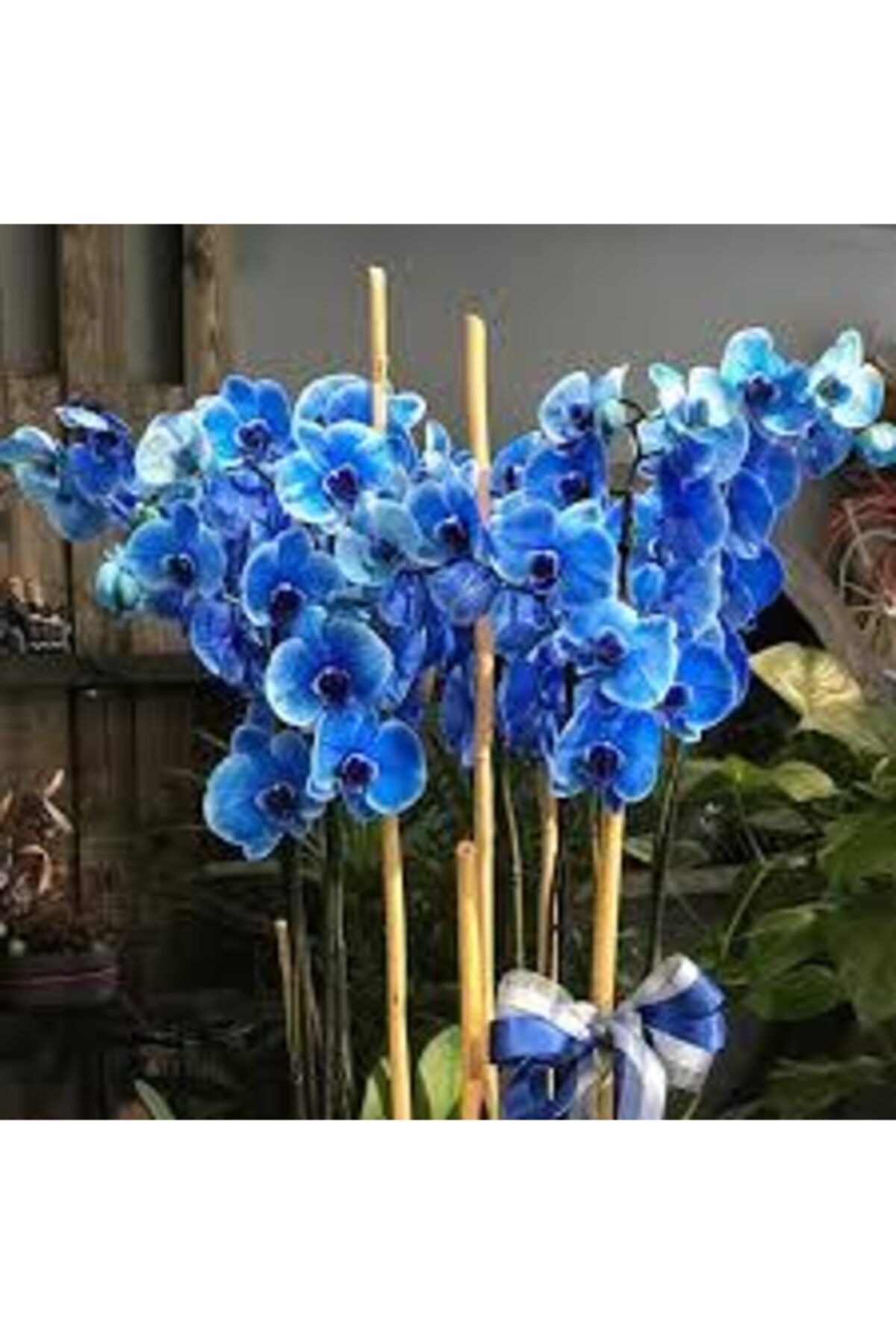 ata tohumculuk Mavi Orkide Tohumu 15 Adet