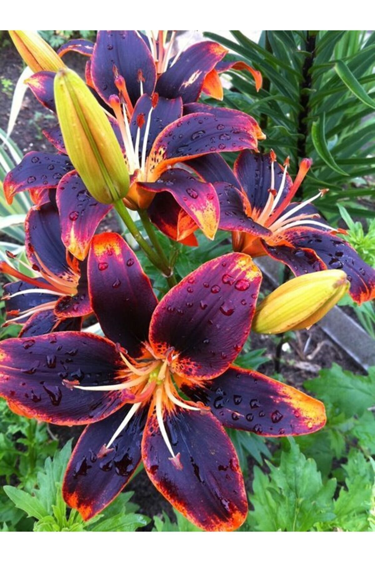 GARDENYA TOHUMCULUK Renkli Kokulu Lilyum (zambak) Çiçek Soğanı 2 Adet