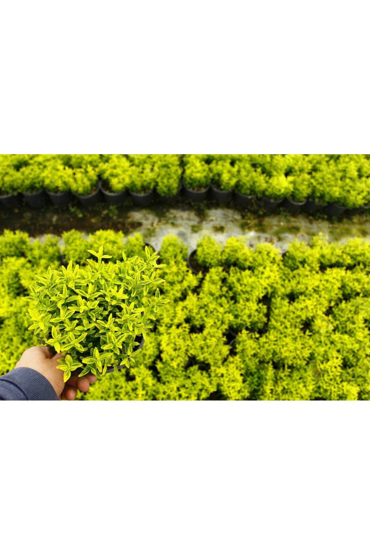 Tunç Botanik Altuni Çıtır Taflan 10 Adet Paket - Sarı Çit Bitkisi
