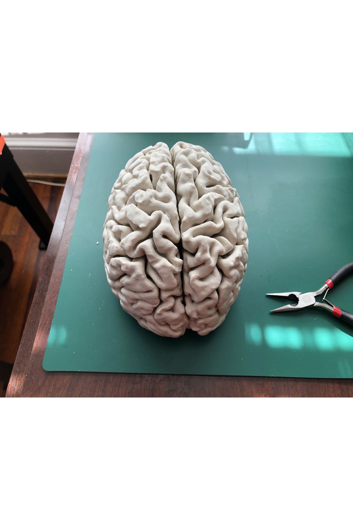 3Duman Insan Beyni Figürü - Beyaz - 10cm