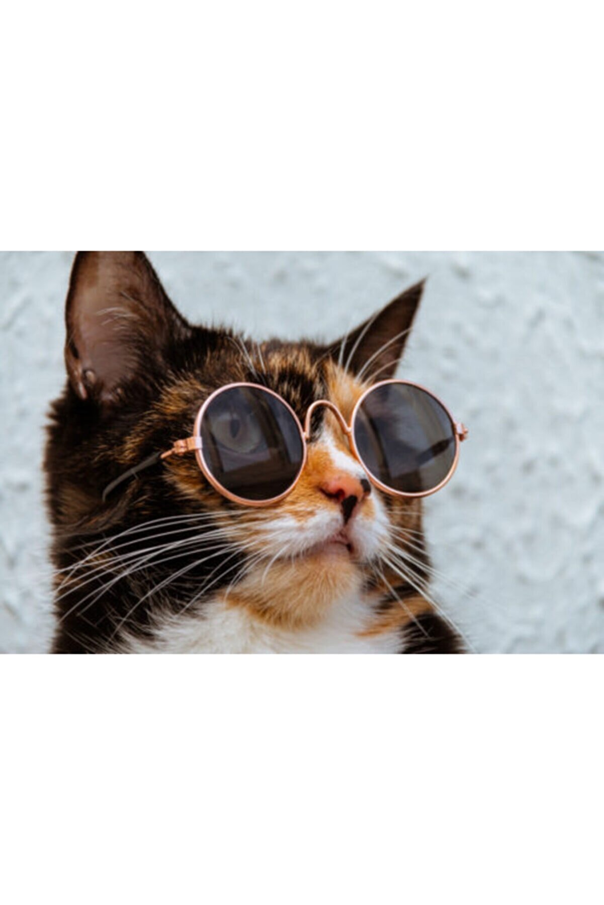 Lion Pet Kedi Köpek Gözlüğü Mini Irklara Özel Kahve 8cm